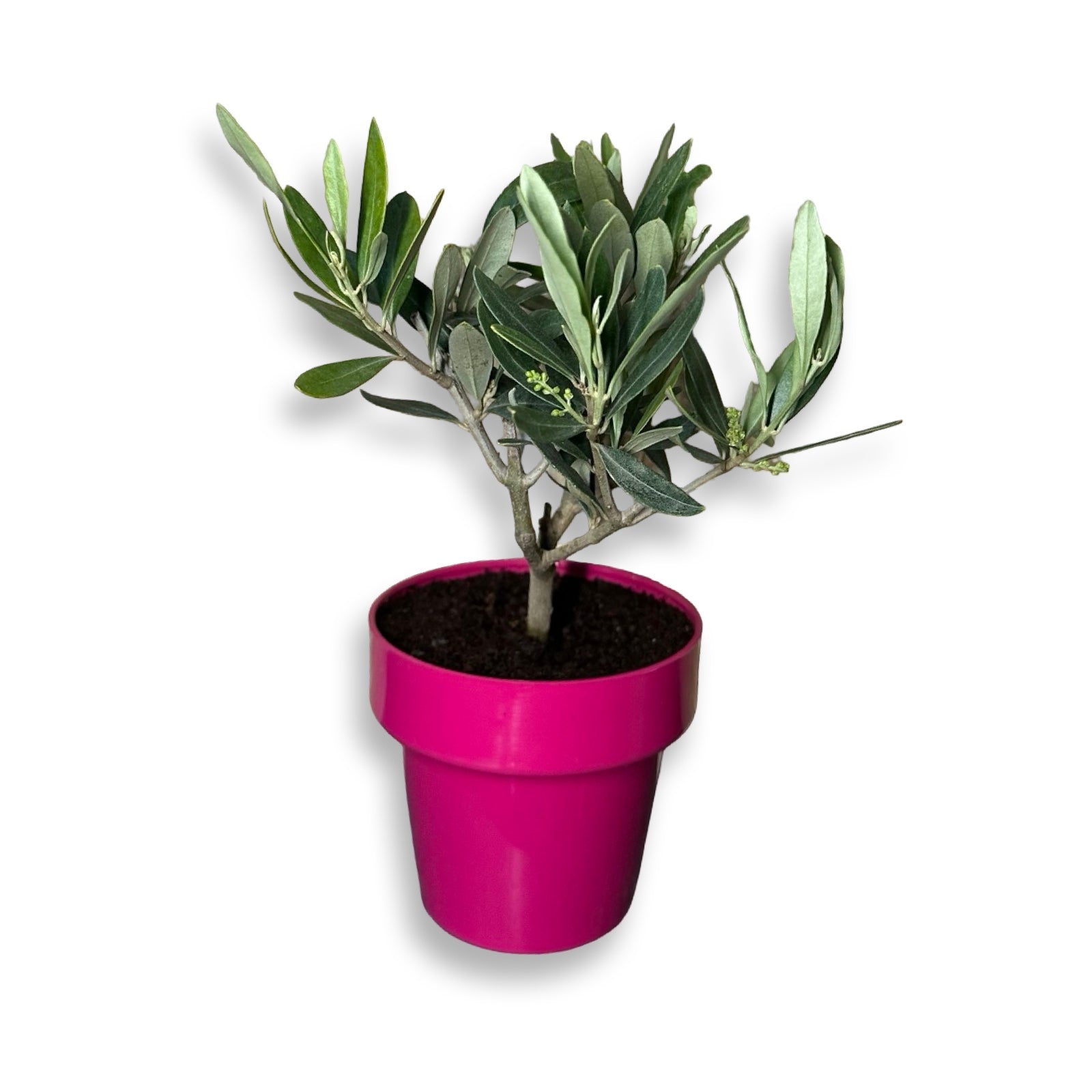 Piantina cespuglio simil-Bonsai di Ulivo - Olea europea cipressino CERTIFICATA