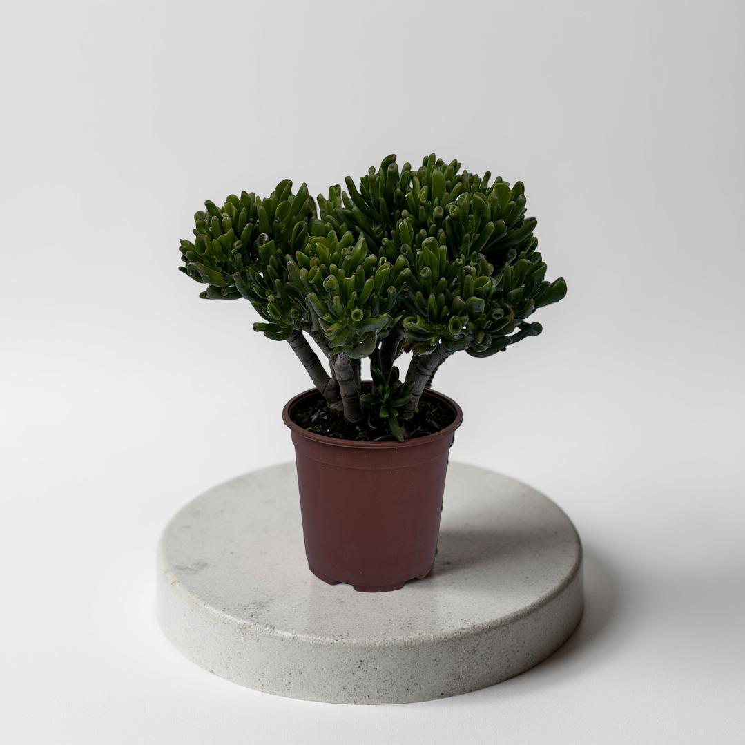 Piantina di Crassula Hobbit