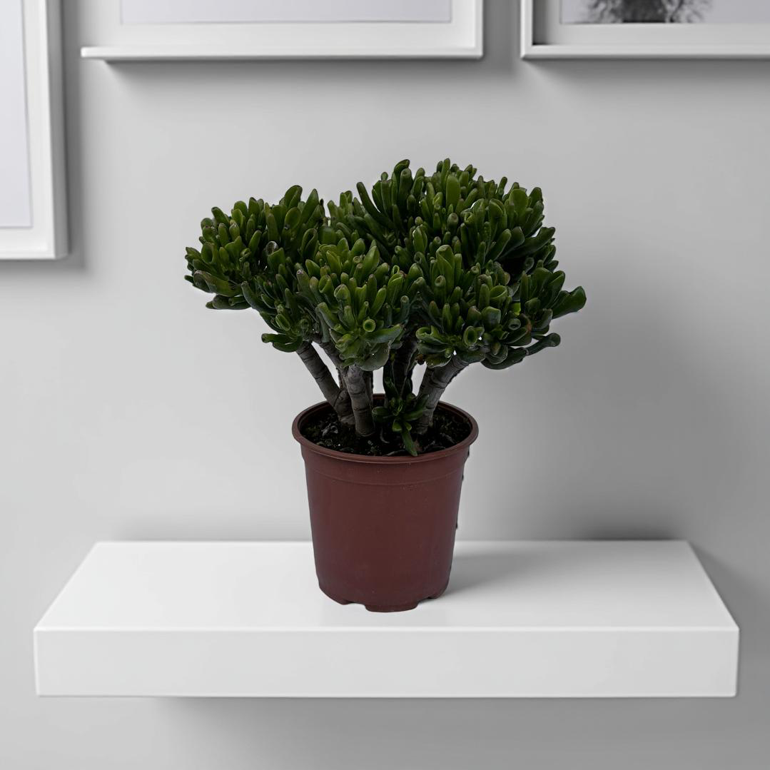 Piantina di Crassula Hobbit