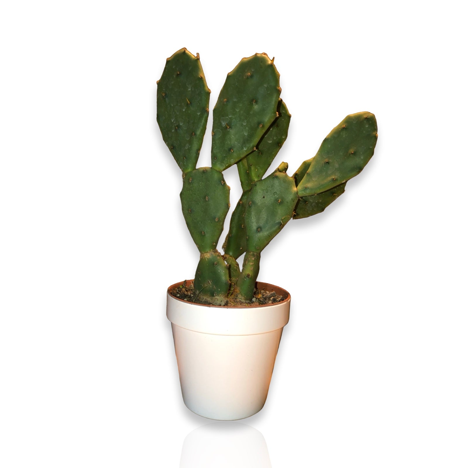 Piantina di Opuntia Vulgaris CERTIFICATA