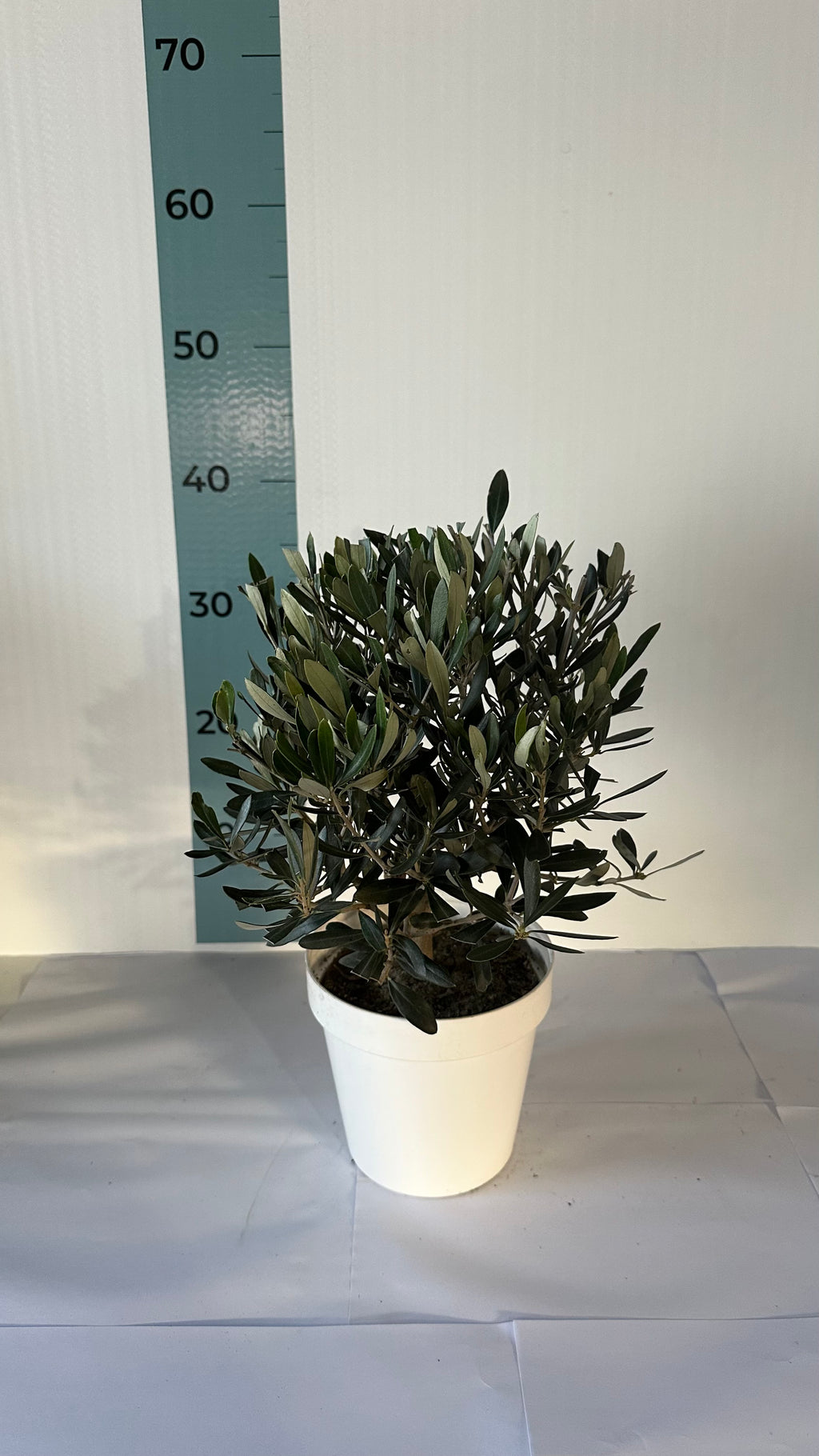 Piantina Bonsai di Ulivo cespuglio - Olea europea cipressino CERTIFICATA