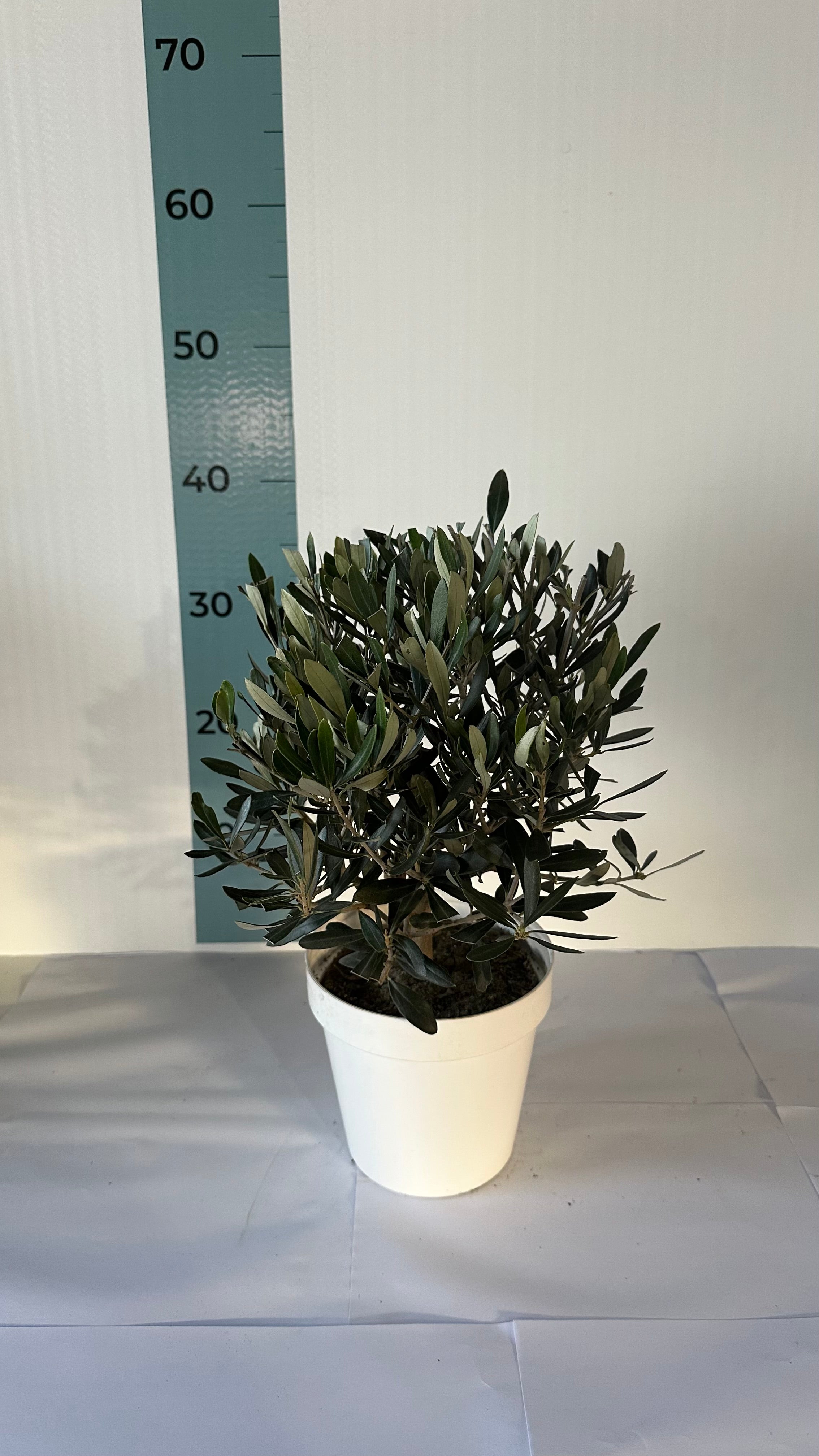 Piantina Bonsai di Ulivo cespuglio - Olea europea cipressino CERTIFICATA