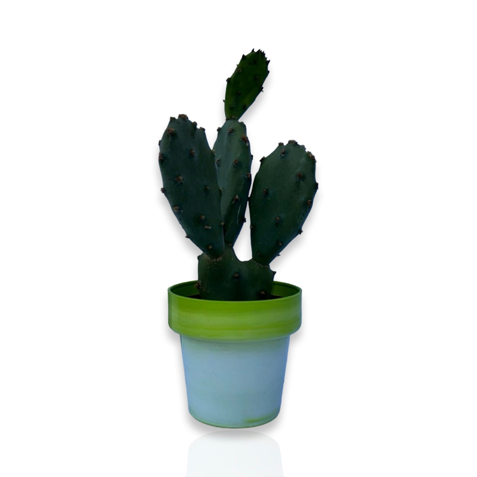 Piantina di Opuntia Vulgaris CERTIFICATA