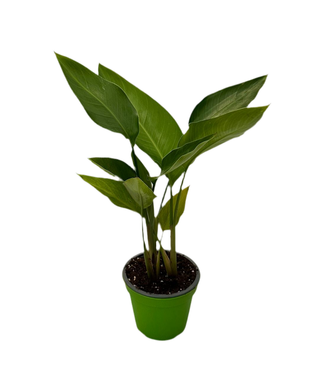 Strelitzia Augusta Nicolai