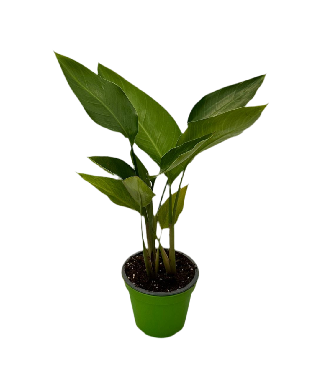 Strelitzia Augusta Nicolai