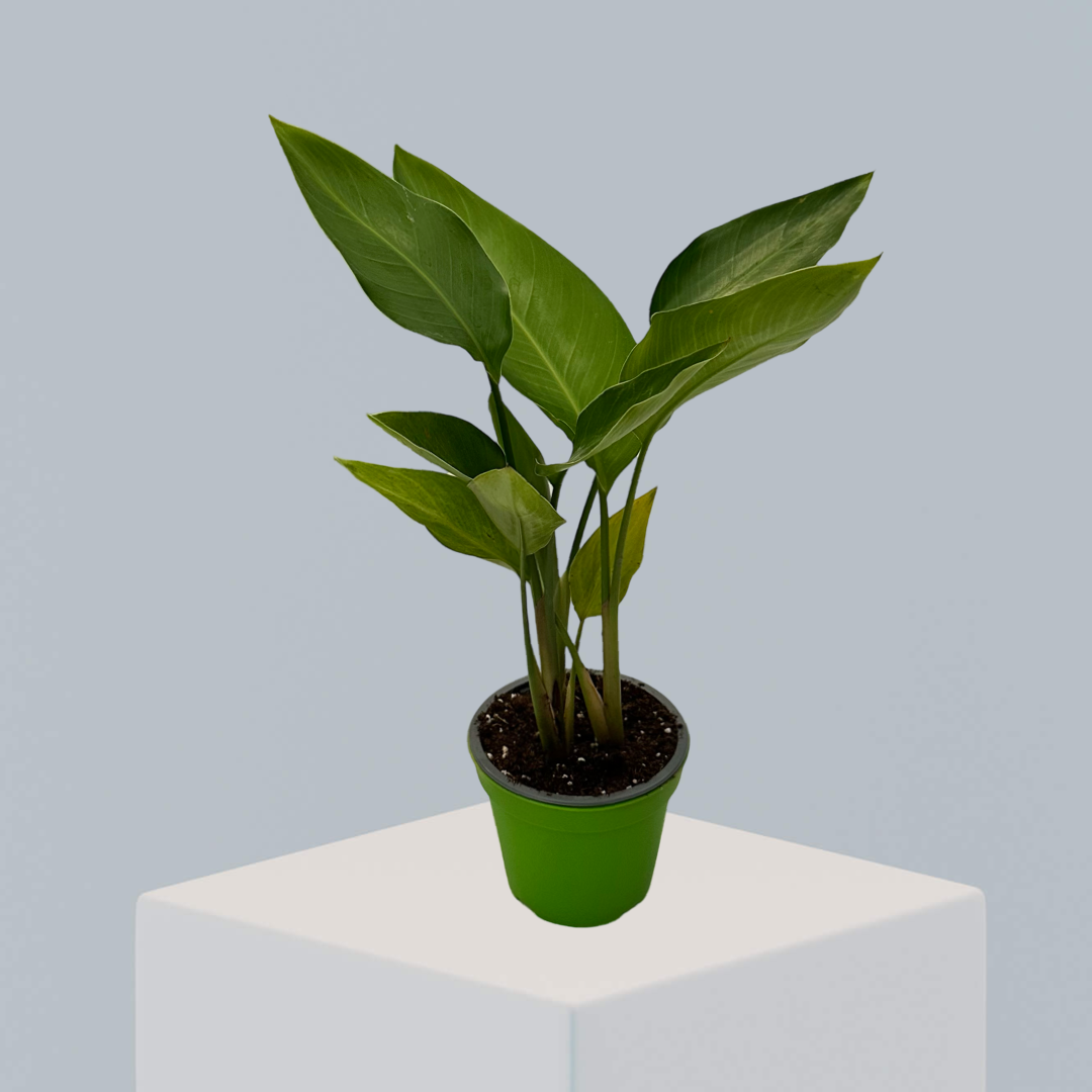 Strelitzia Augusta Nicolai