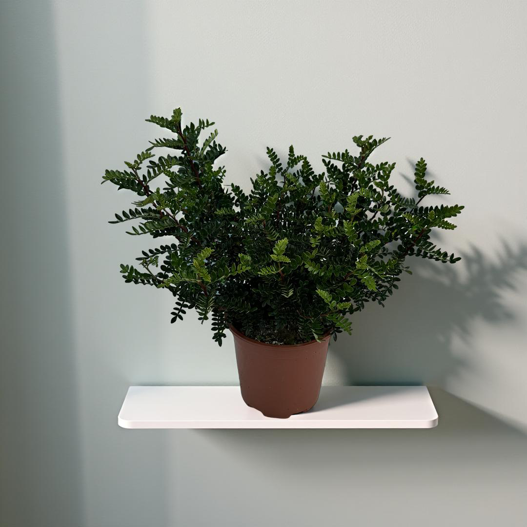 Pianta di Zanthoxylum beecheyanum - Pepe Giapponese