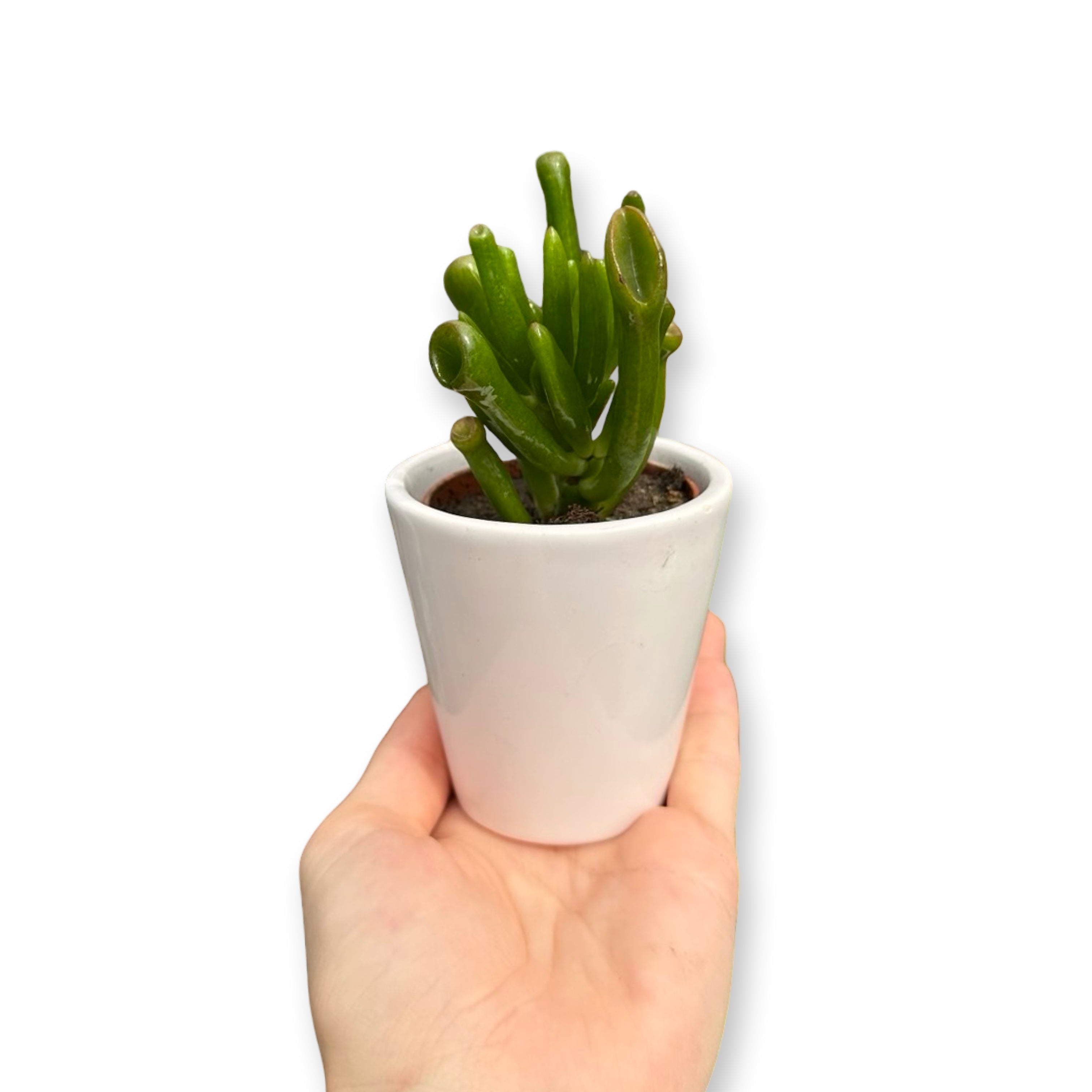 Set mini piante grasse vere vaso ceramica 5,5cm