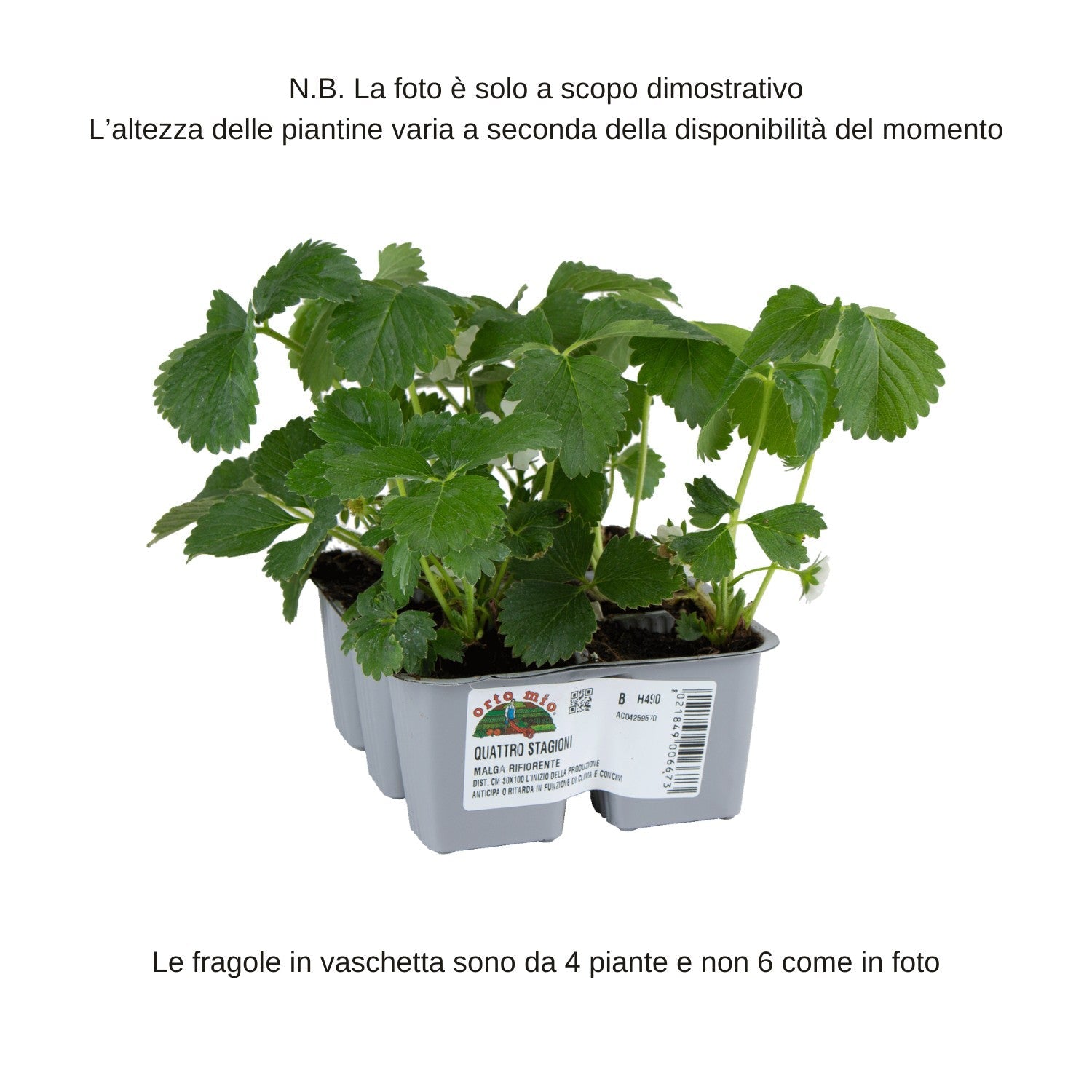 Fragola rifiorente 4 stagioni var. Malga - vaschetta 4 piante - Orto Mio