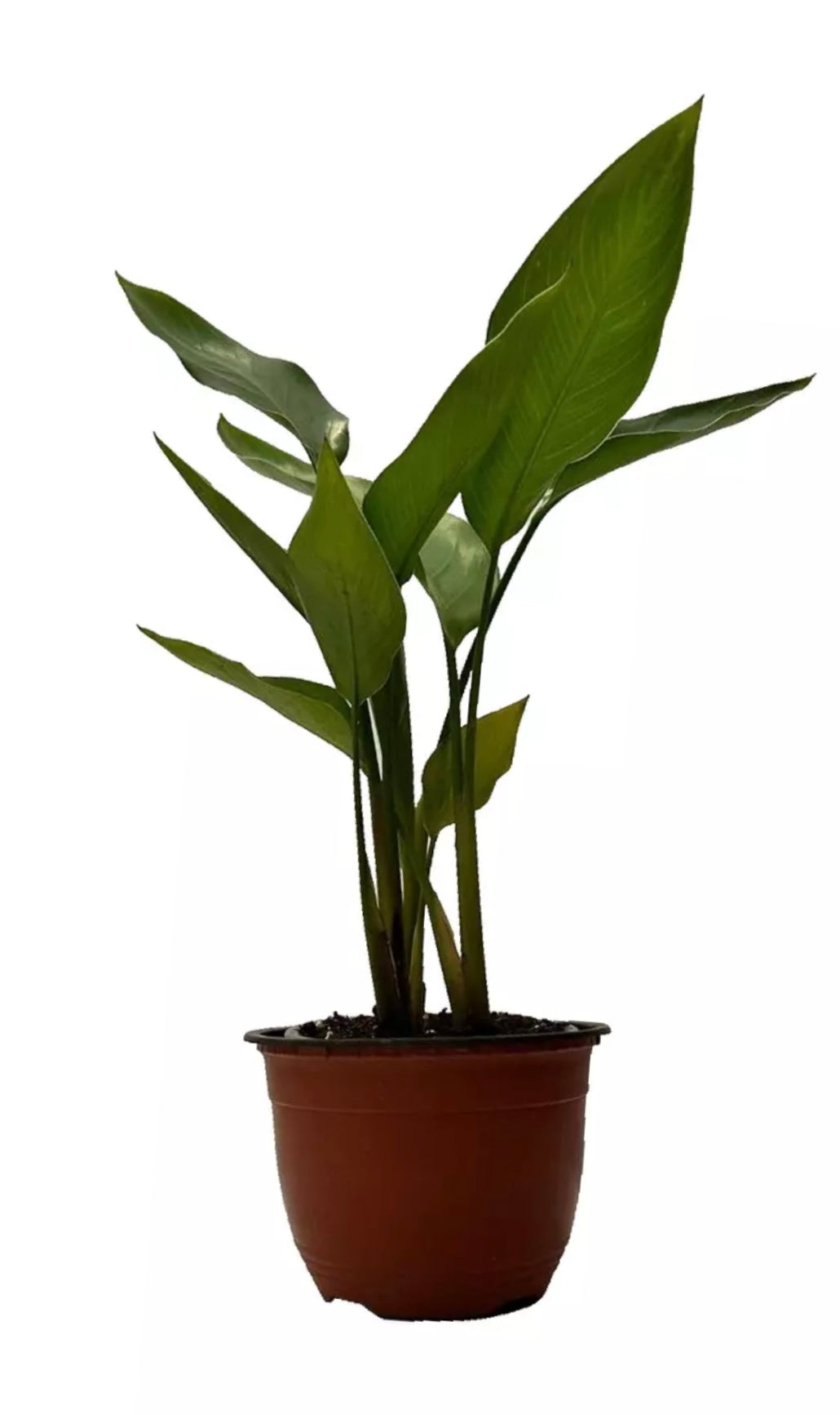 Strelitzia Augusta Nicolai