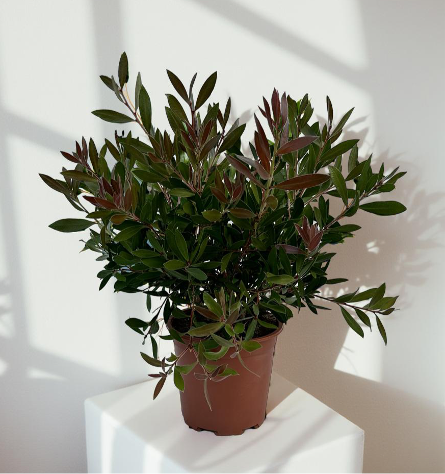 Pianta di Callistemon Citrinus Splendens