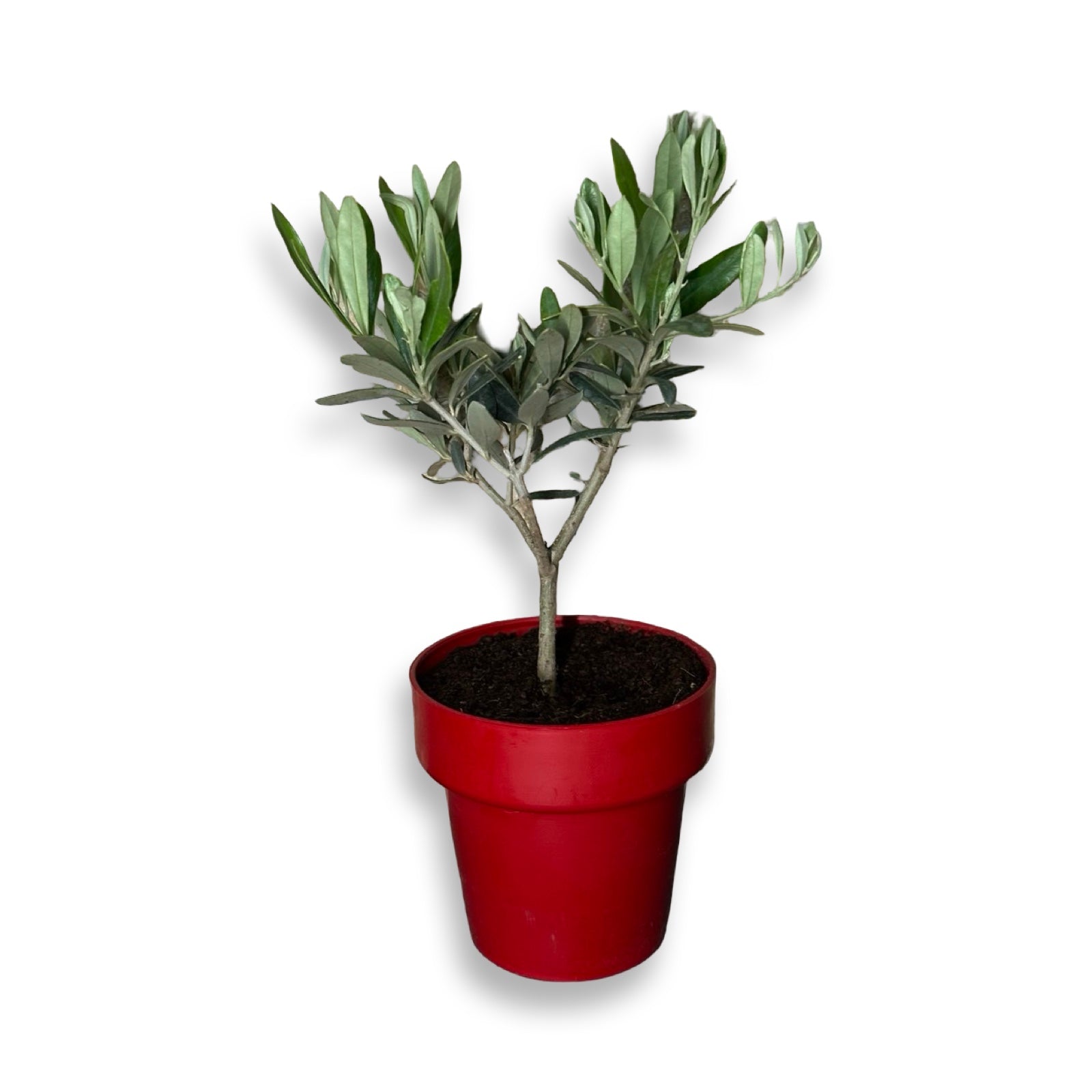Piantina cespuglio simil-Bonsai di Ulivo - Olea europea cipressino CERTIFICATA