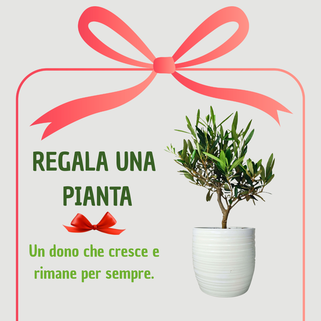 Bonsai Olivo - Altezza Pianta 40 cm, Vaso di Ceramica Bergamo
