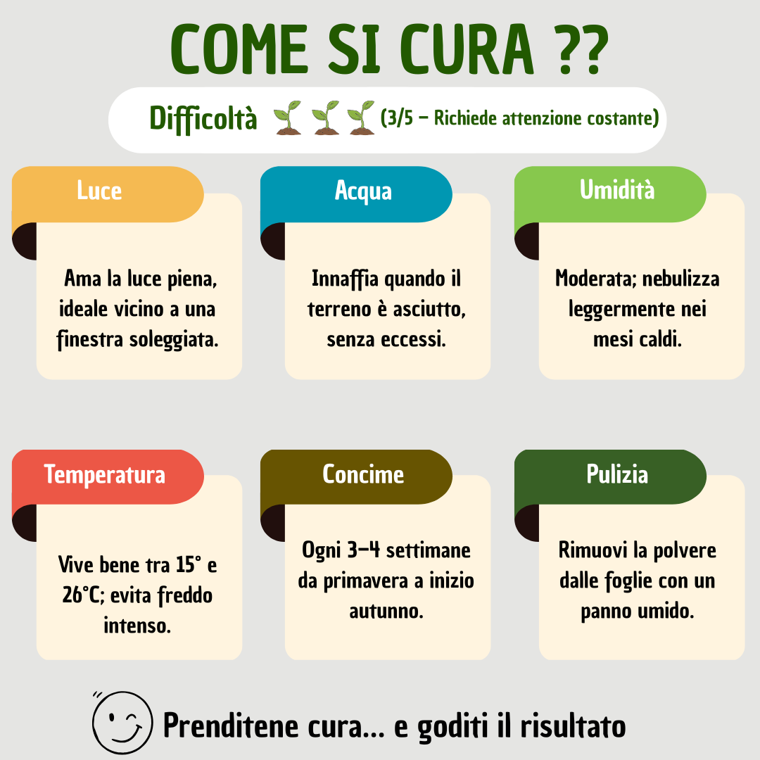 Bonsai Olivo - Altezza Pianta 40 cm, Vaso di Ceramica Bergamo