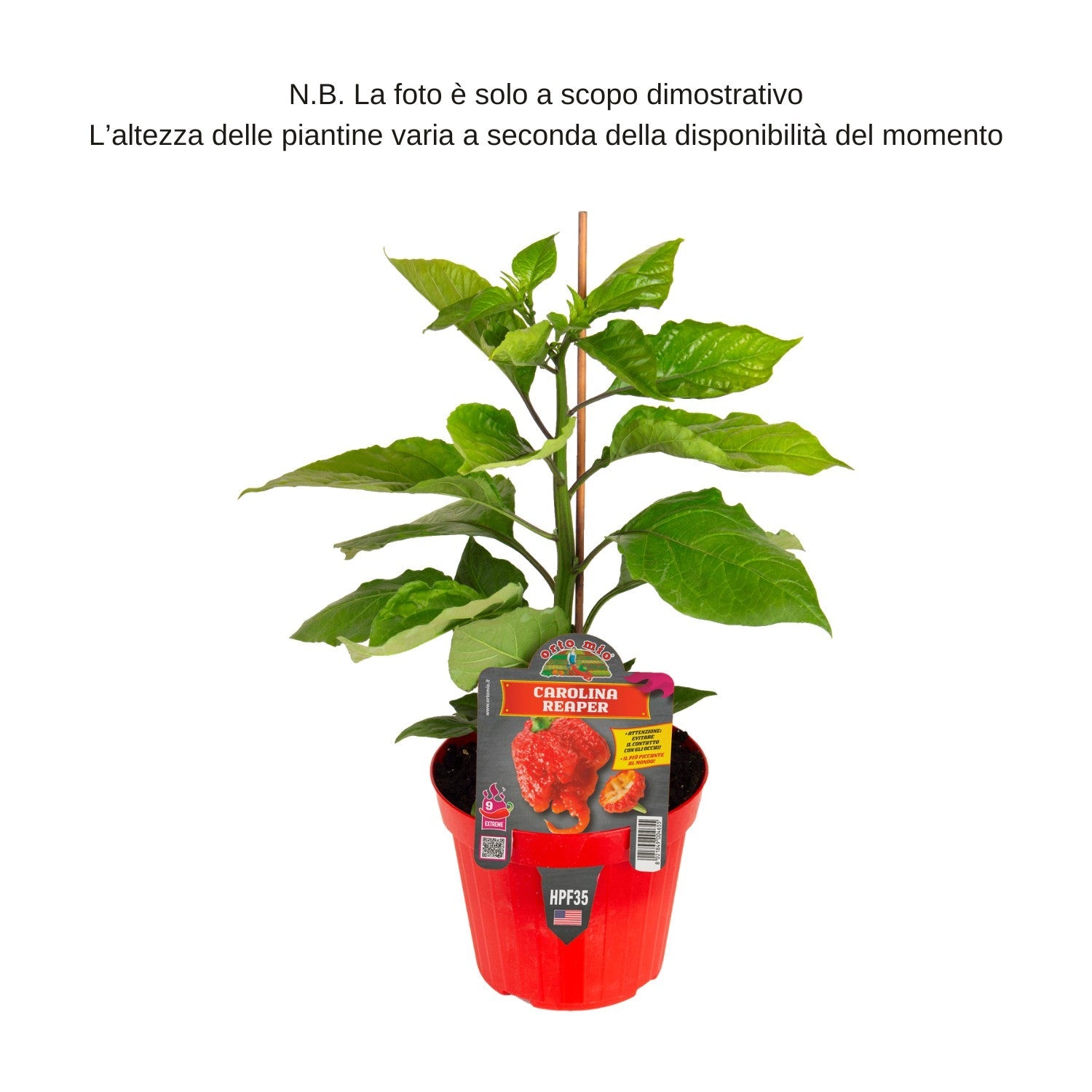Peperoncino piccante Carolina Reaper extreme hot - Orto Mio