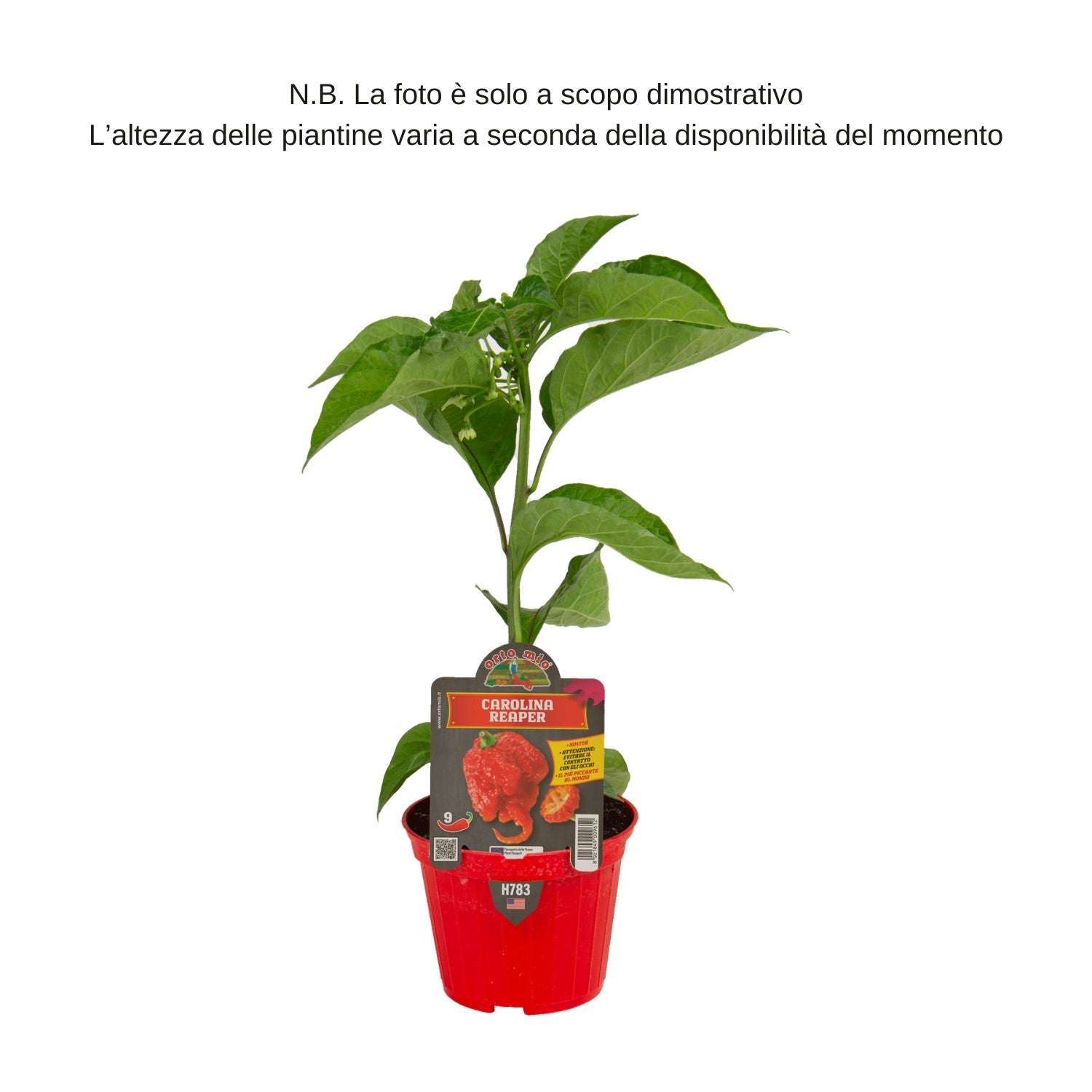 Peperoncino piccante Carolina Reaper extreme hot - Orto Mio