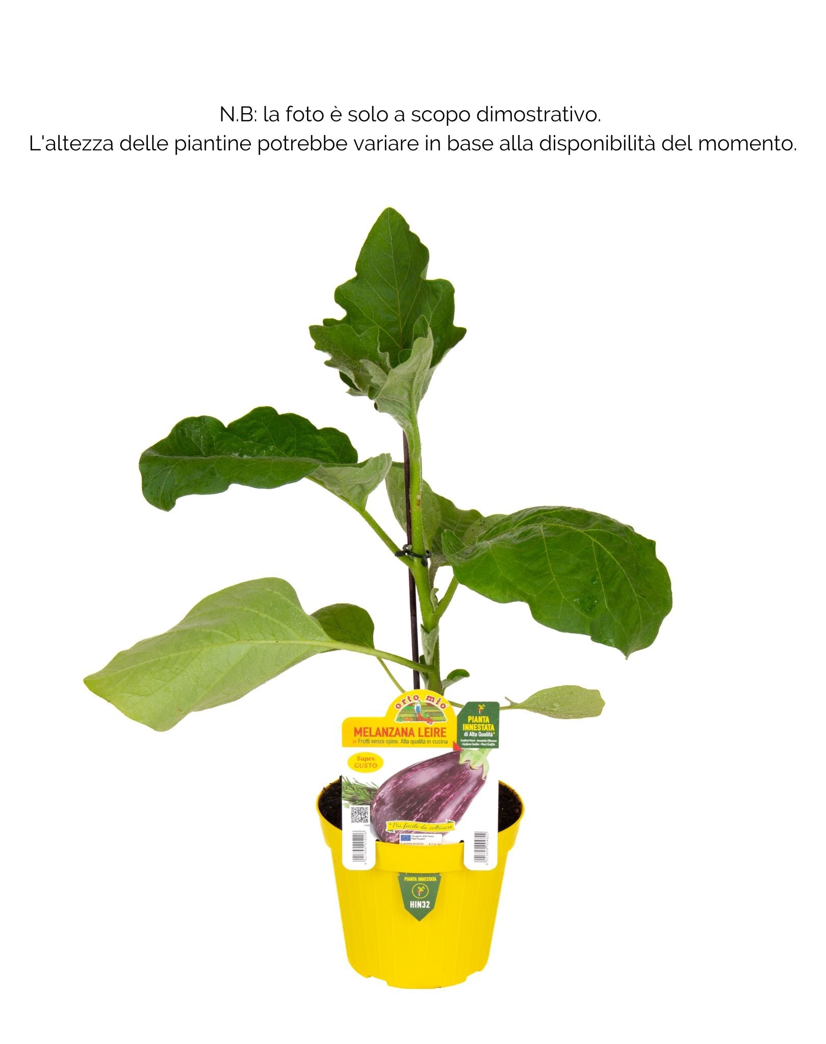 Melanzana striata var. Lucilla F1 - Orto Mio
