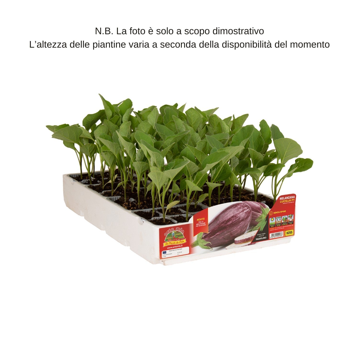 Melanzana striata var. Lucilla F1 - Orto Mio
