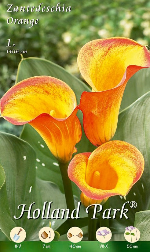Calla Arancio - 1 bulbo