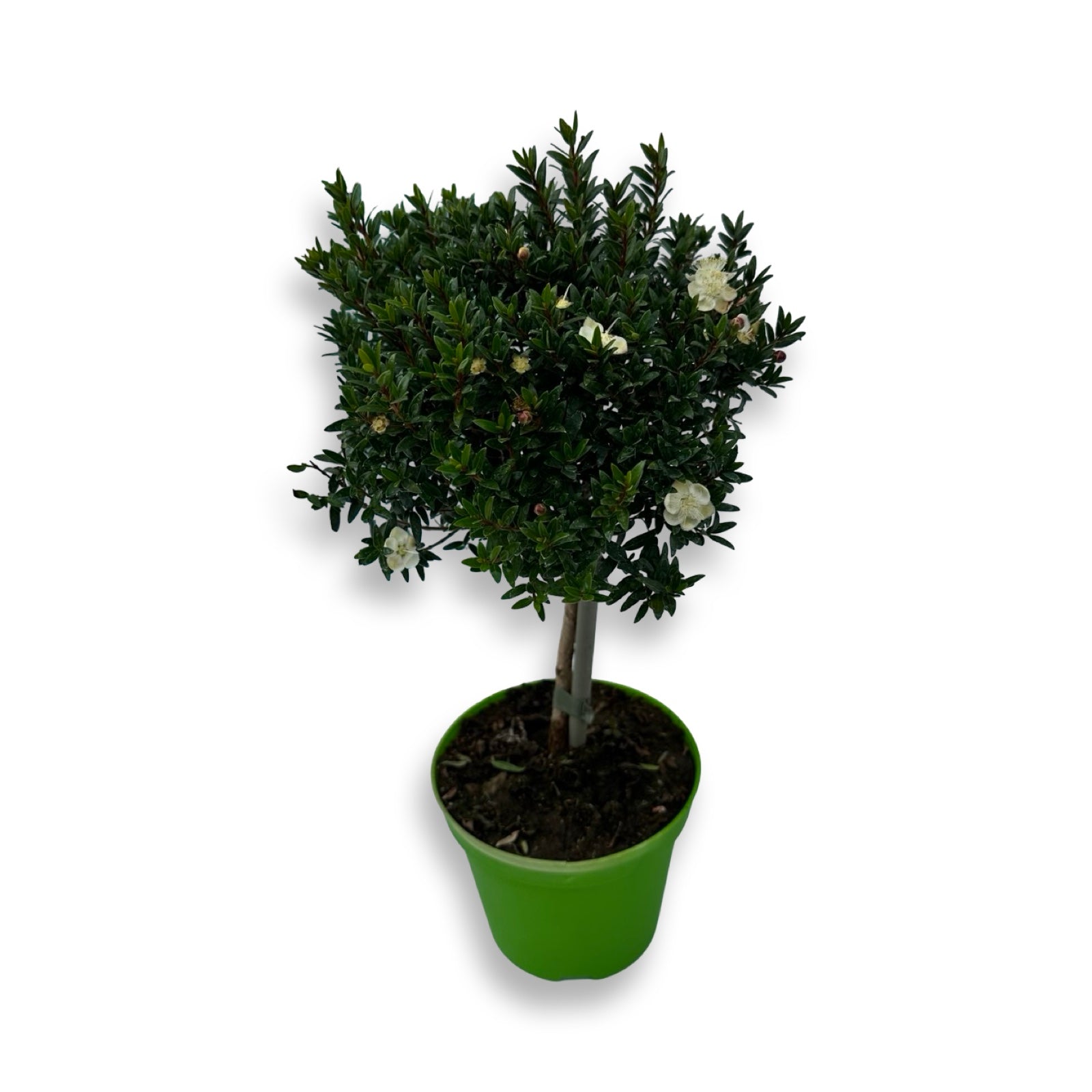Piantina Alberello di Mirto - Myrtus Microphylla CERTIFICATA