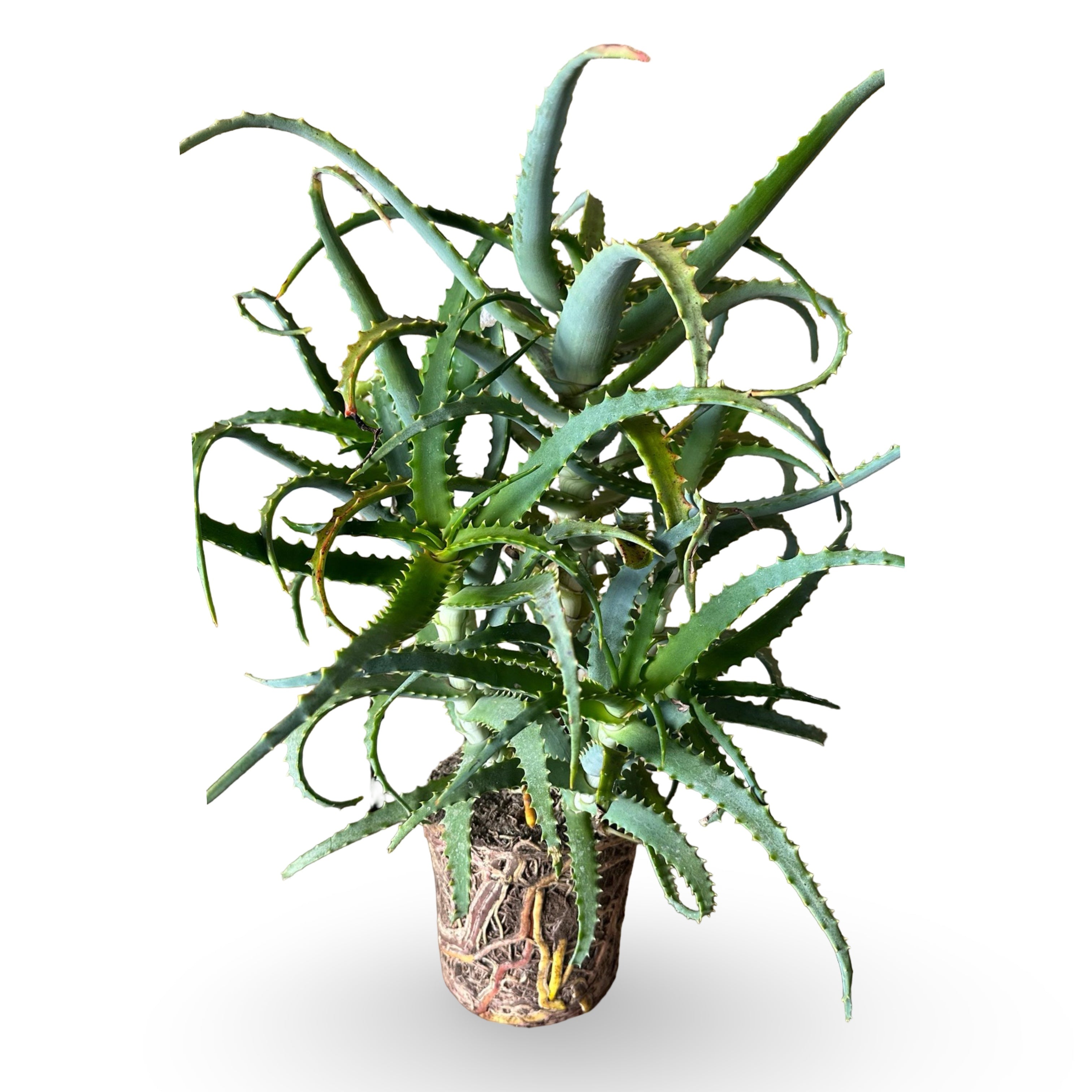 Pianta di Aloe Vera Arborescens