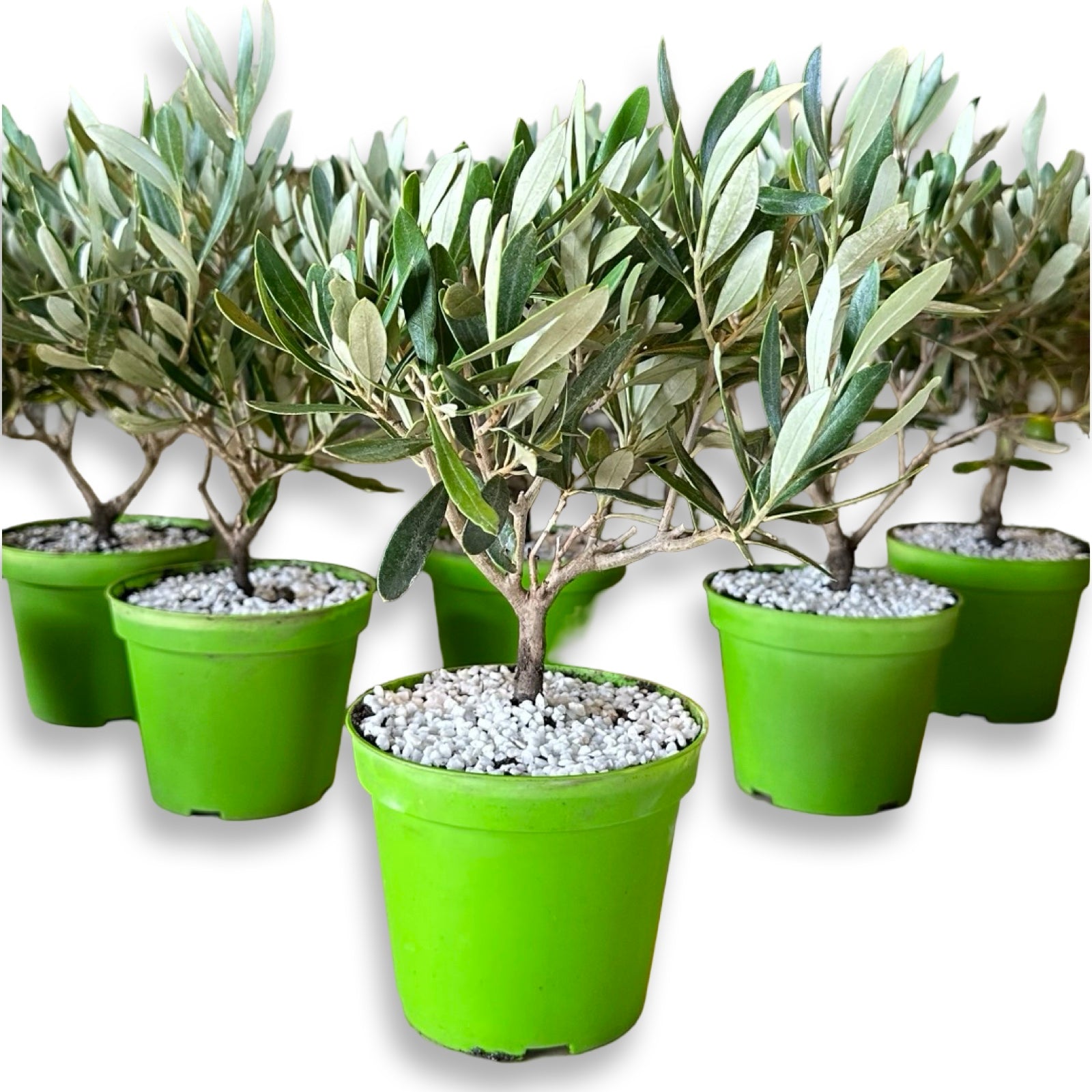 Piantina cespuglio simil-Bonsai di Ulivo - Olea europea cipressino CERTIFICATA