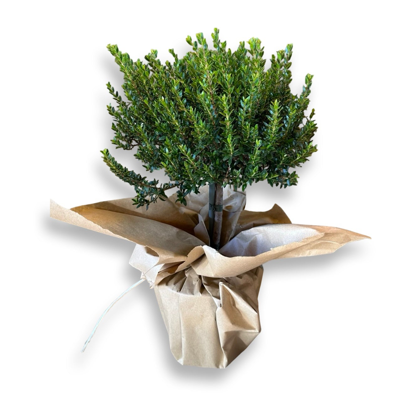 Piantina Alberello di Mirto - Myrtus Microphylla CERTIFICATA