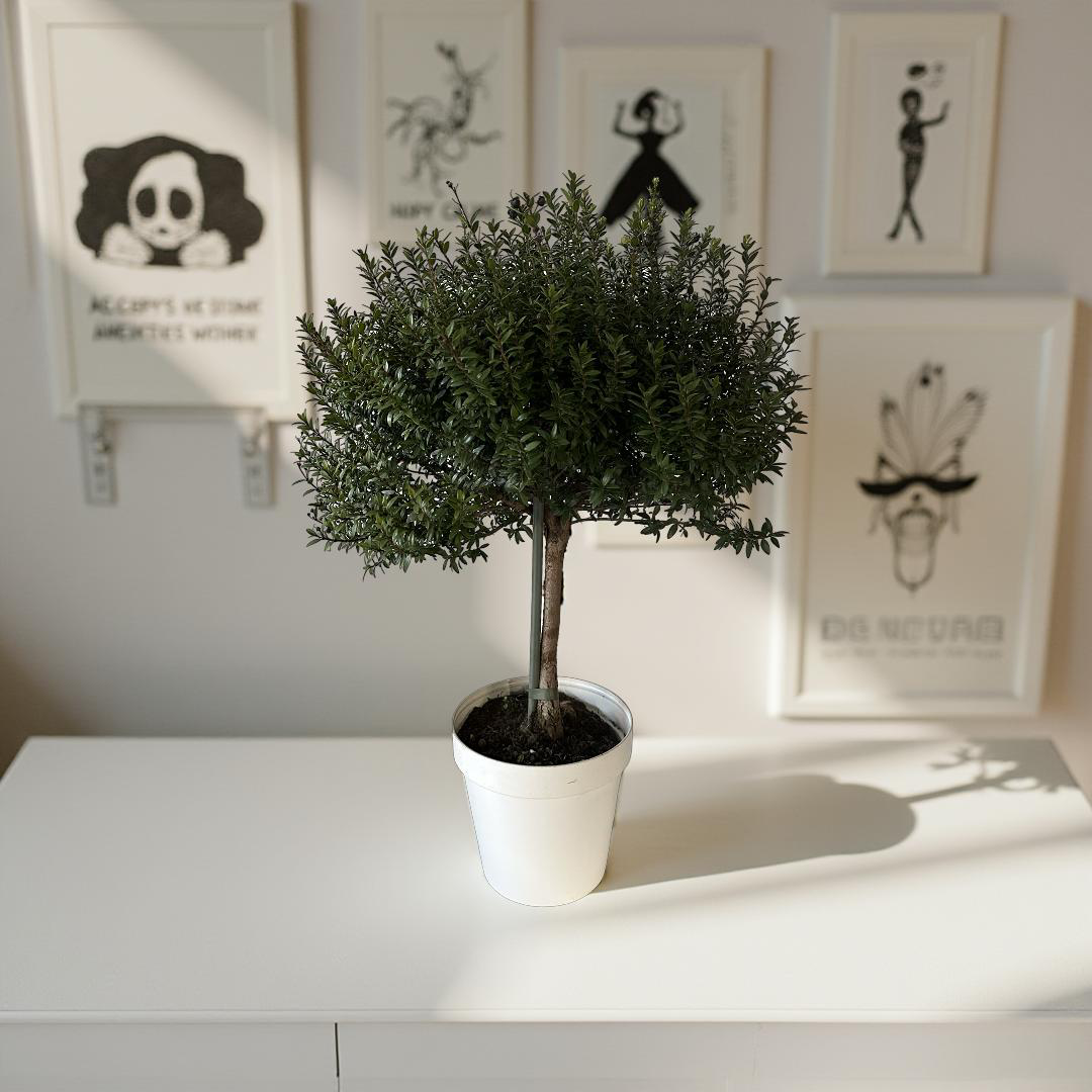 Piantina Alberello di Mirto - Myrtus Microphylla CERTIFICATA