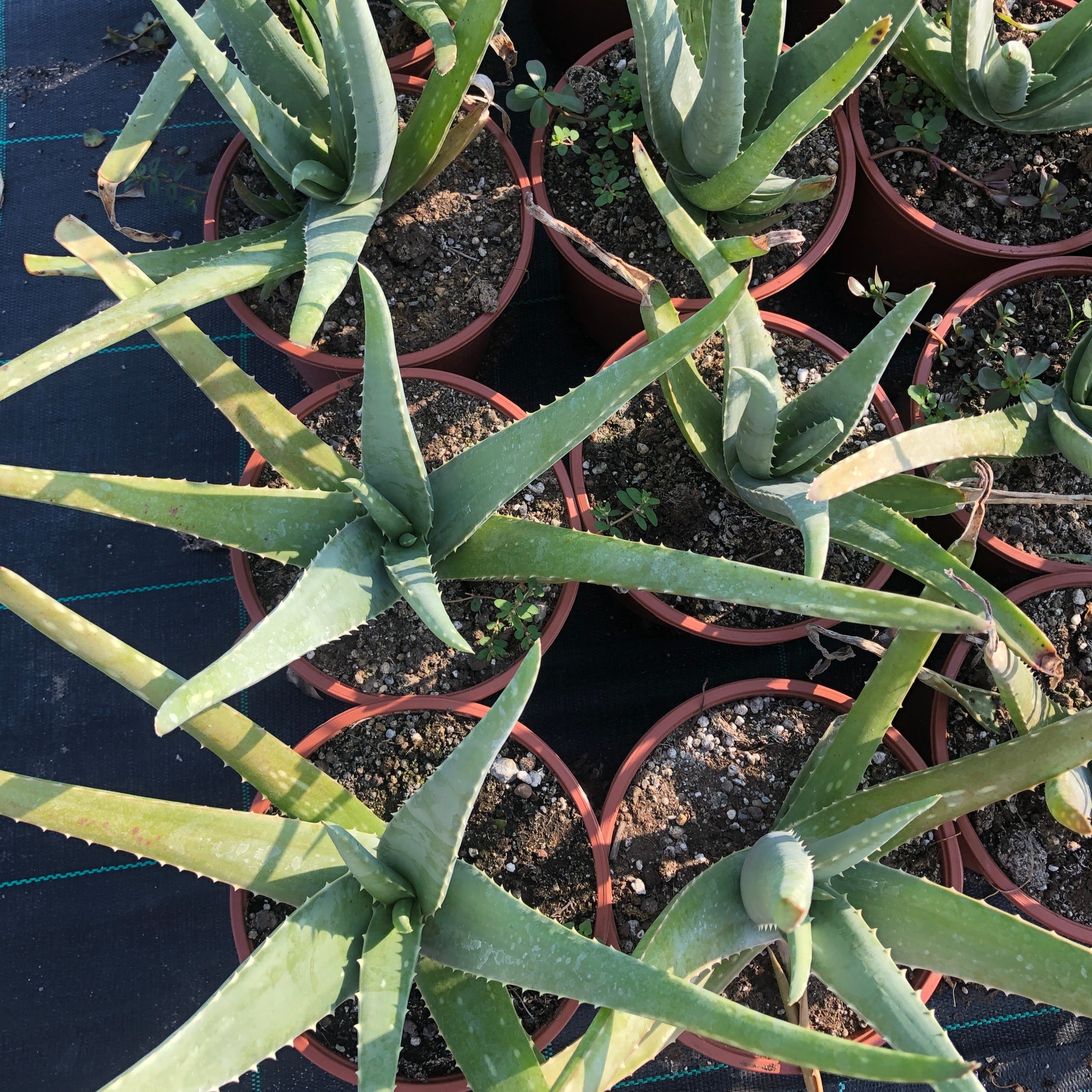 Pianta di Aloe Vera