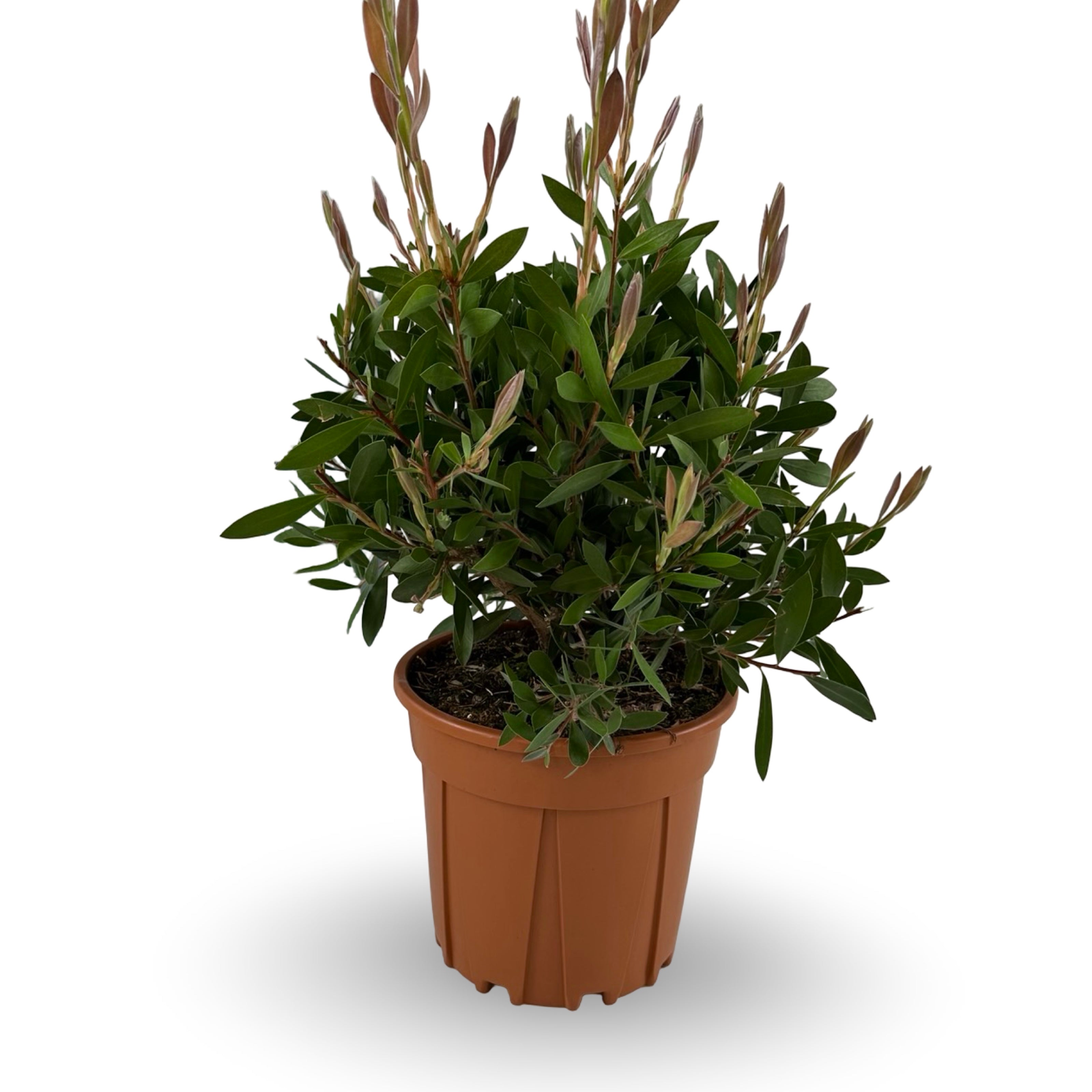 Callistemon Citrinus Splendens - Cespuglio