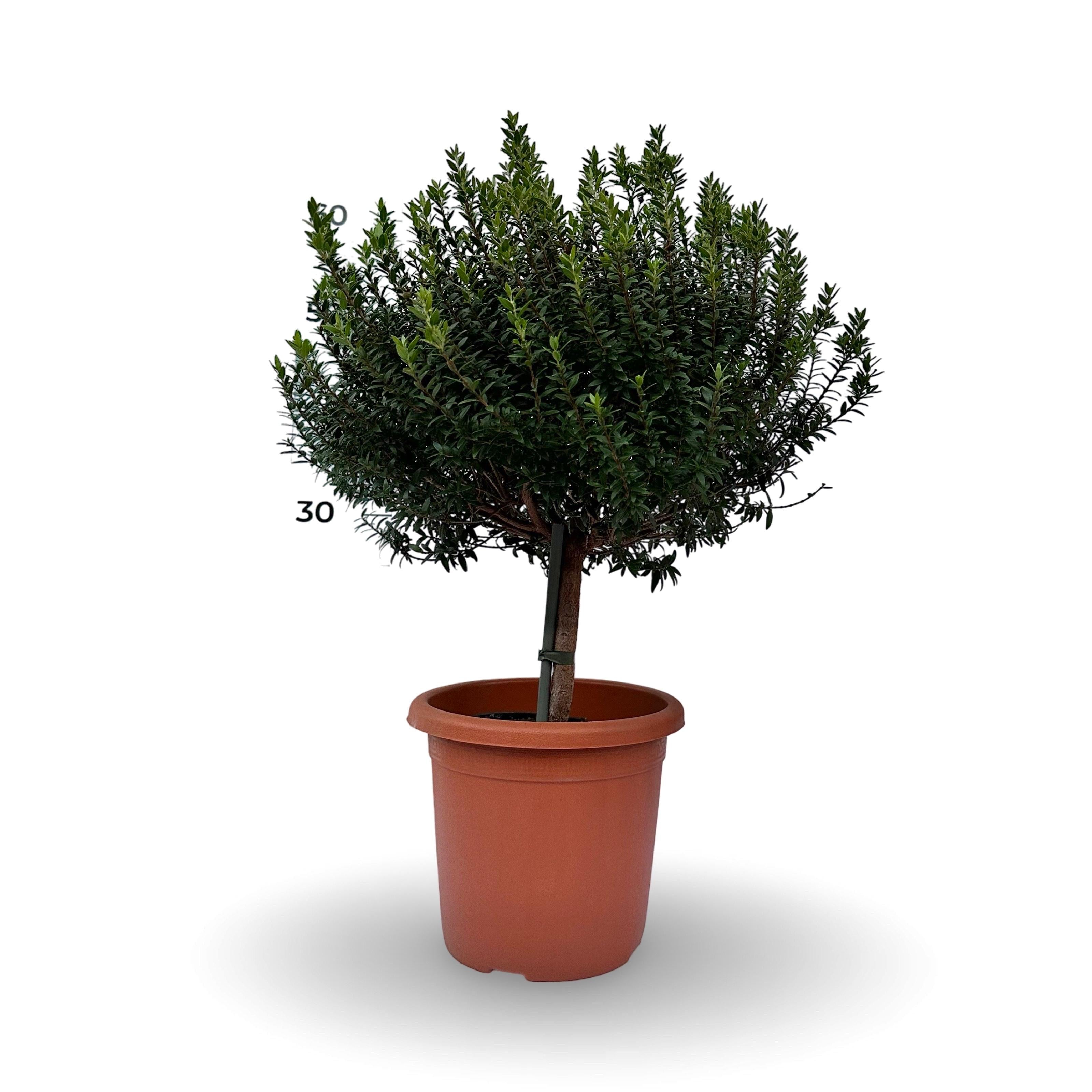 Piantina Alberello di Mirto - Myrtus Microphylla CERTIFICATA