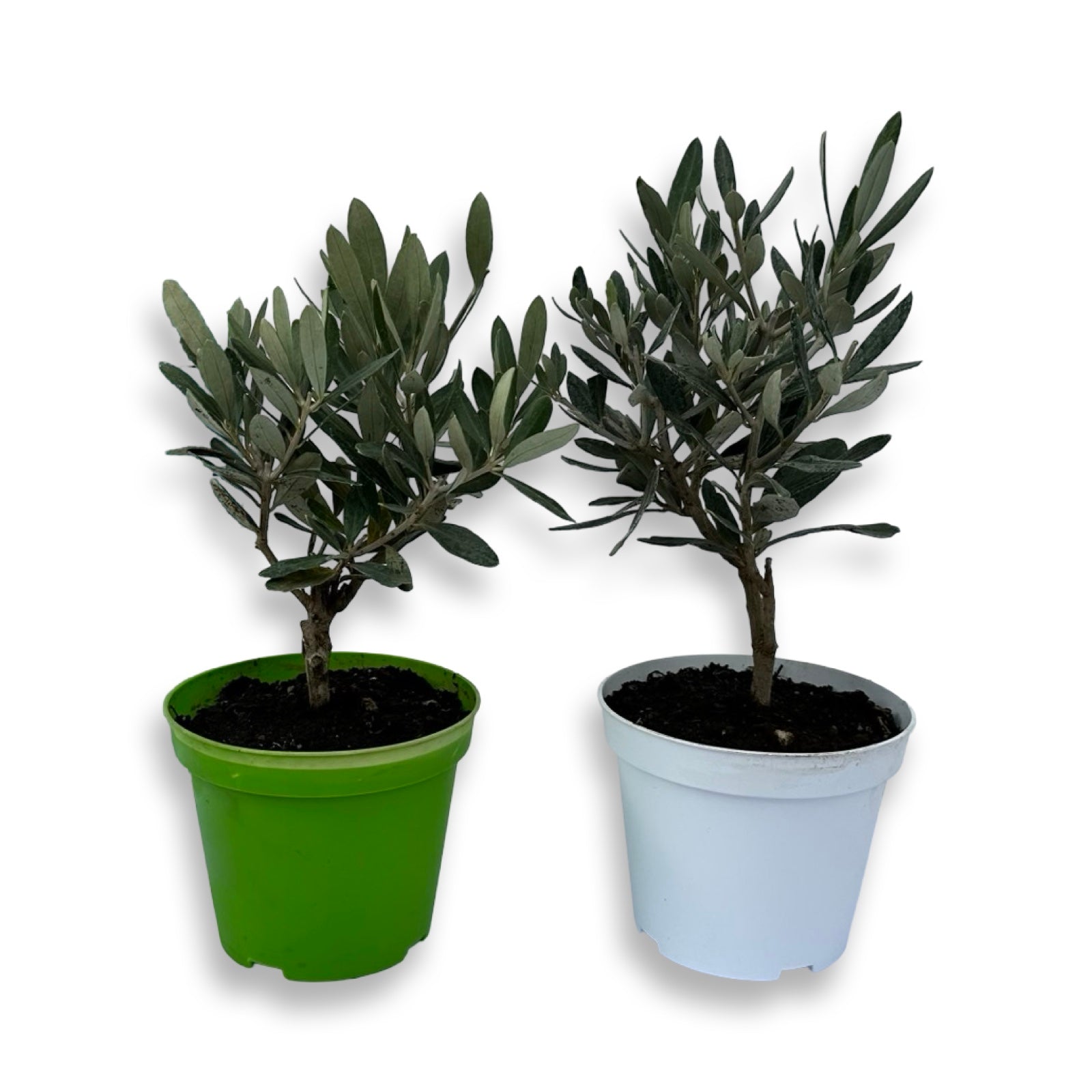 Piantina cespuglio simil-Bonsai di Ulivo - Olea europea cipressino CERTIFICATA