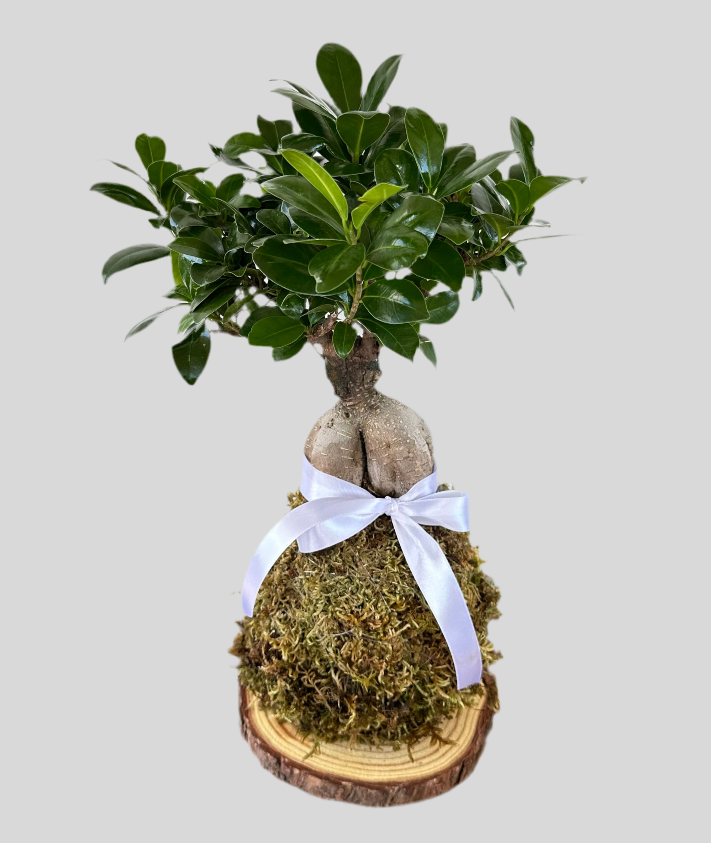 Kokedama di Ficus Ginseng Microcarpa