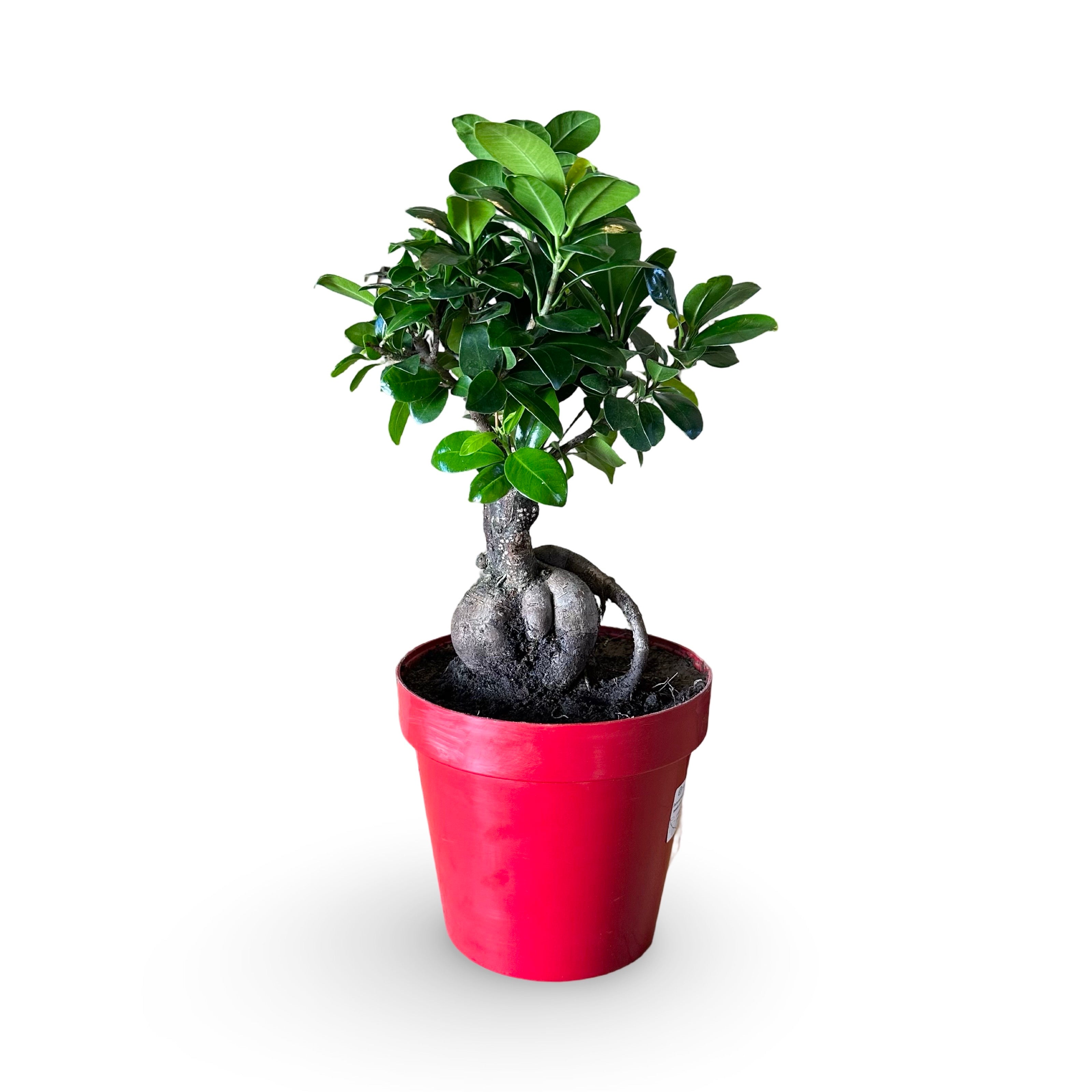 Bonsai Ginseng Ficus Microcarpa