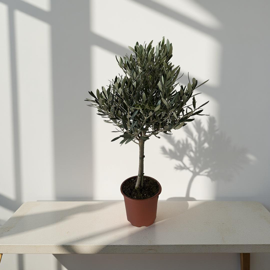 Piantina Alberello di Ulivo Cipressino - Olea Europea CERTIFICATA
