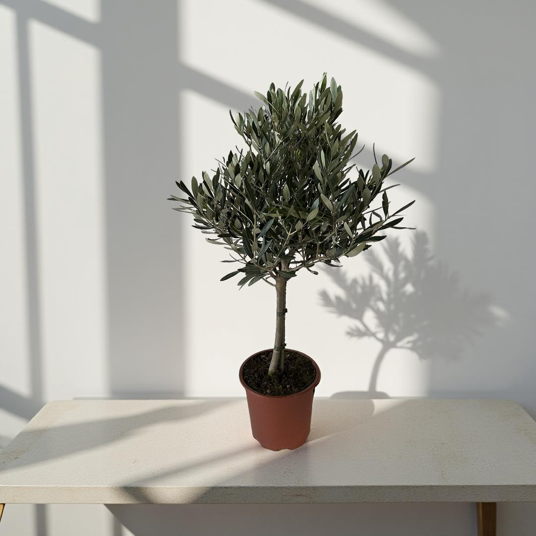 Piantina Alberello di Ulivo Cipressino - Olea Europea CERTIFICATA