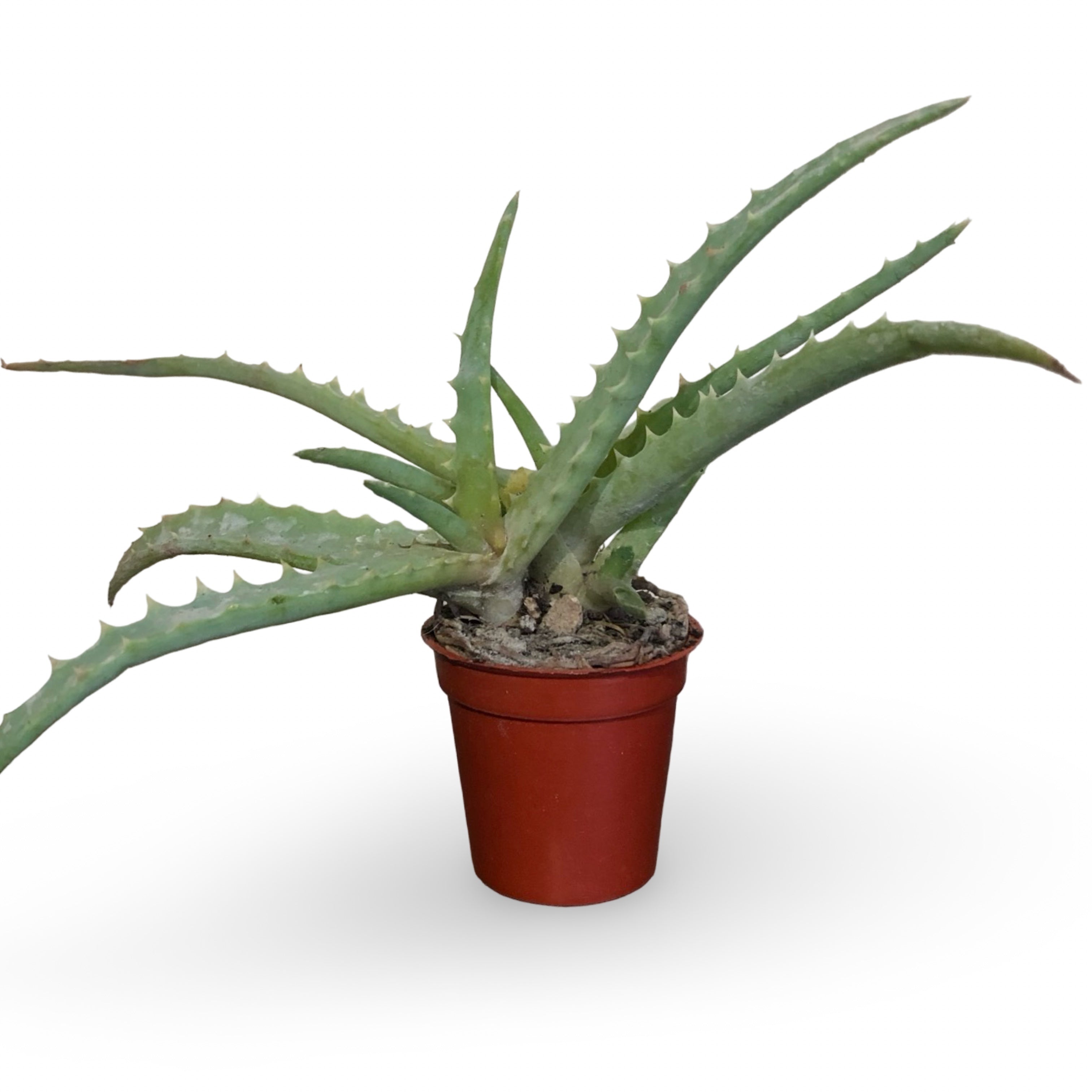 Pianta di Aloe Vera Arborescens