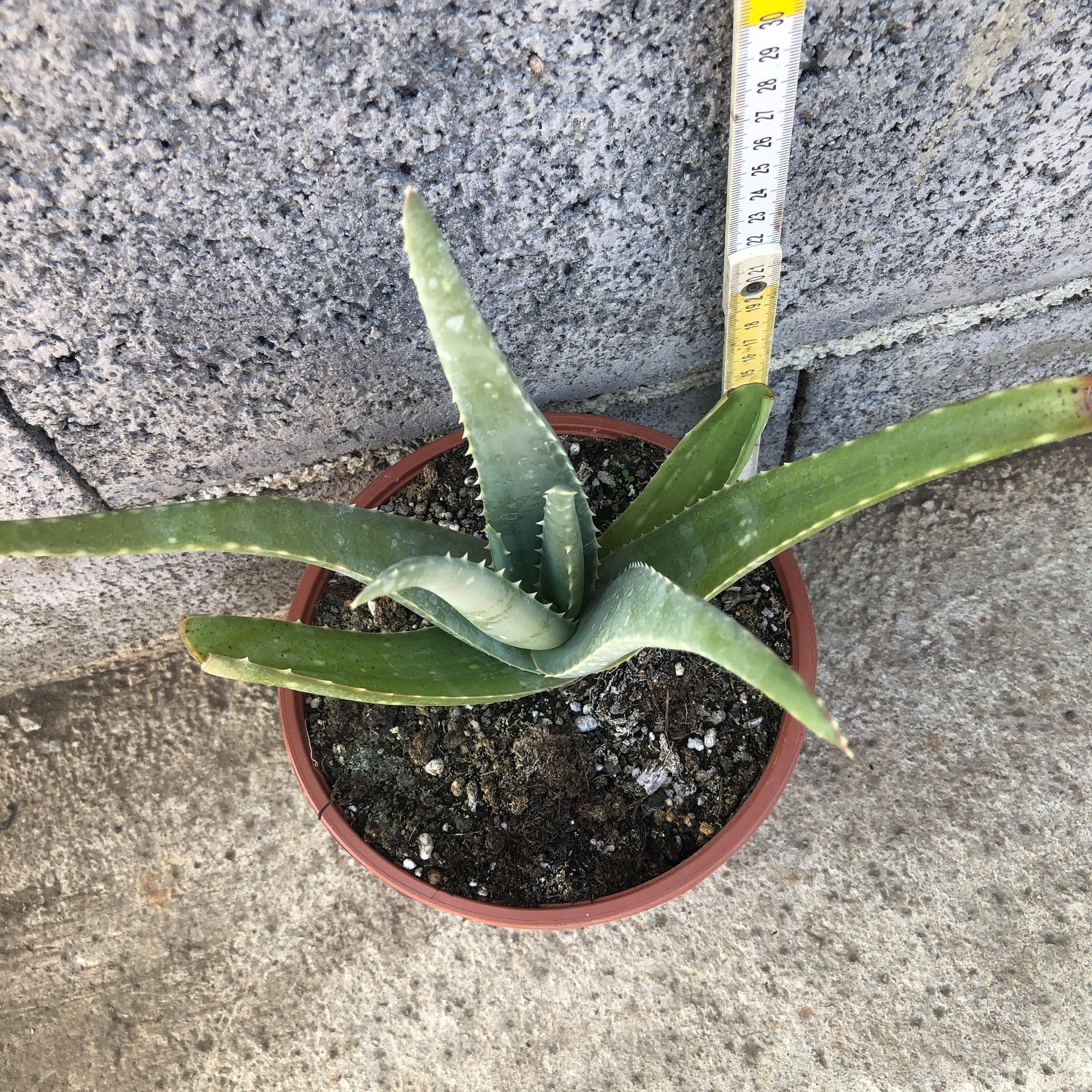 Pianta di Aloe Vera