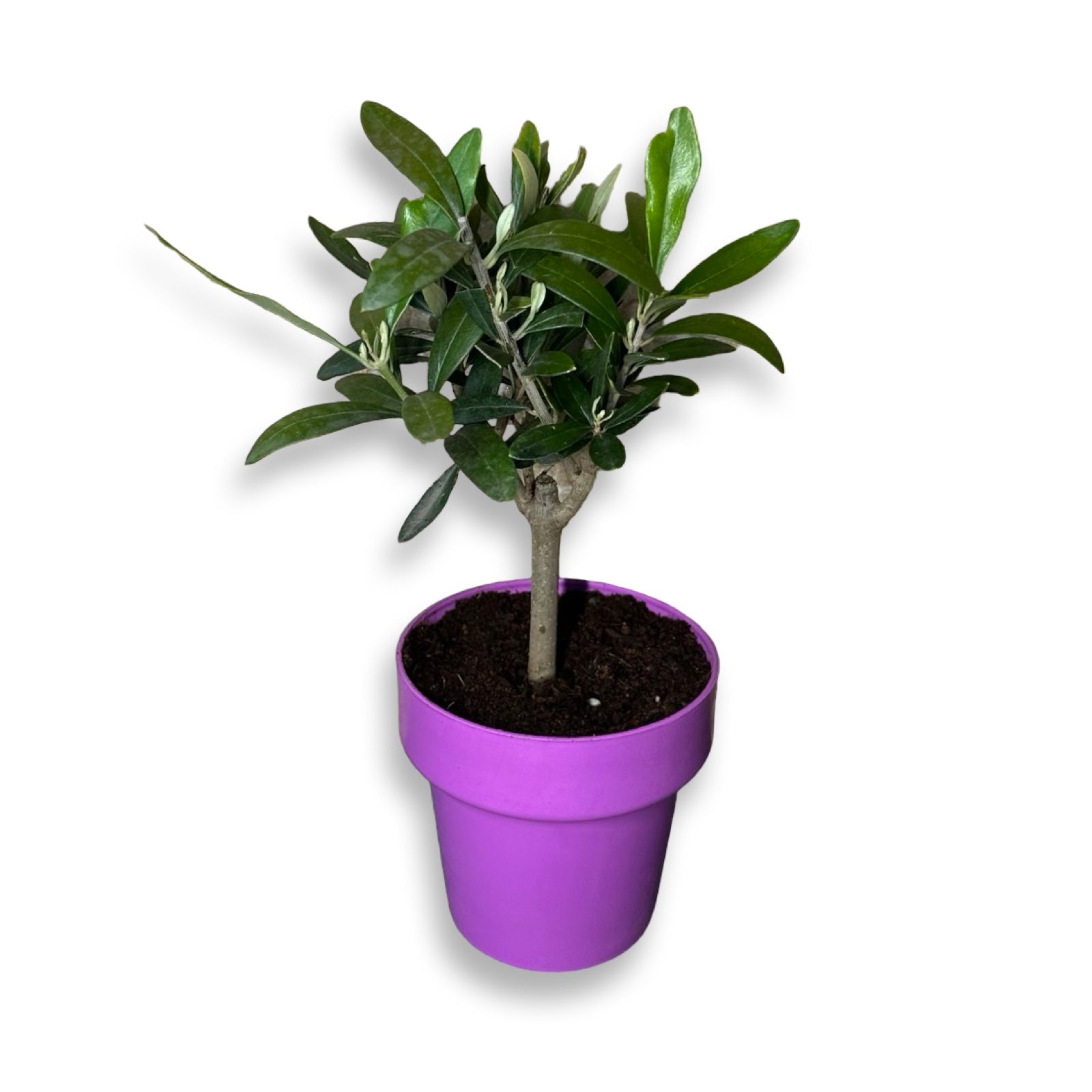 Piantina cespuglio simil-Bonsai di Ulivo - Olea europea cipressino CERTIFICATA