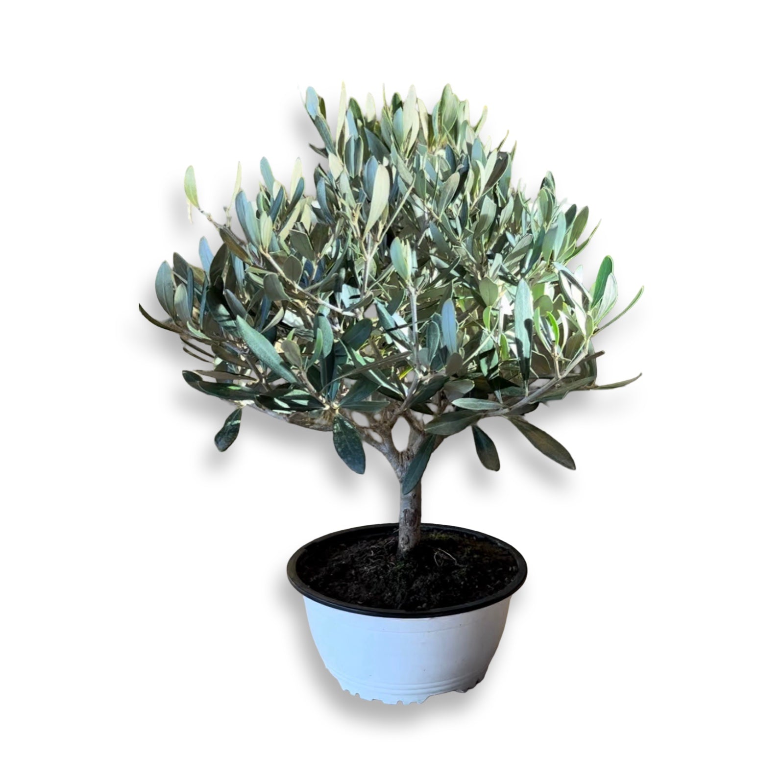 Ciotola simil-Bonsai di Ulivo - Olea europea cipressino CERTIFICATA