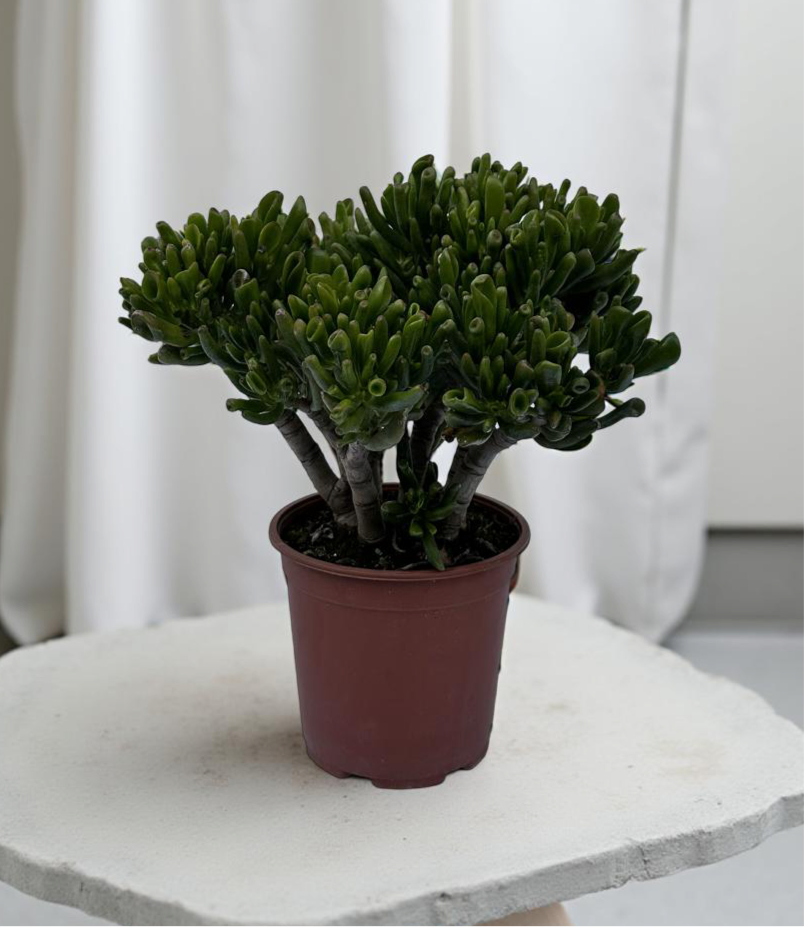 Piantina di Crassula Hobbit