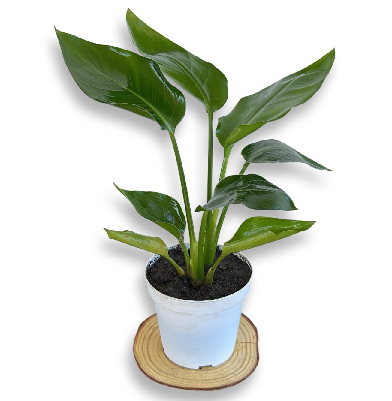 Strelitzia Augusta Nicolai