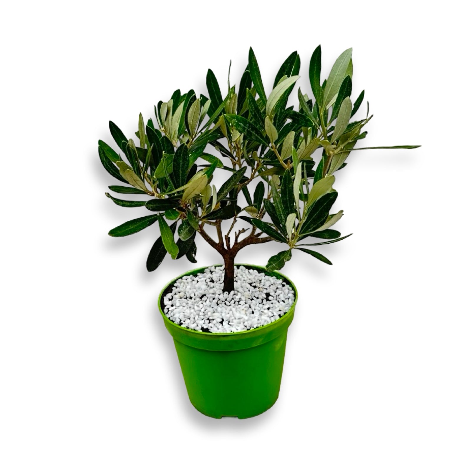 Piantina cespuglio simil-Bonsai di Ulivo - Olea europea cipressino CERTIFICATA