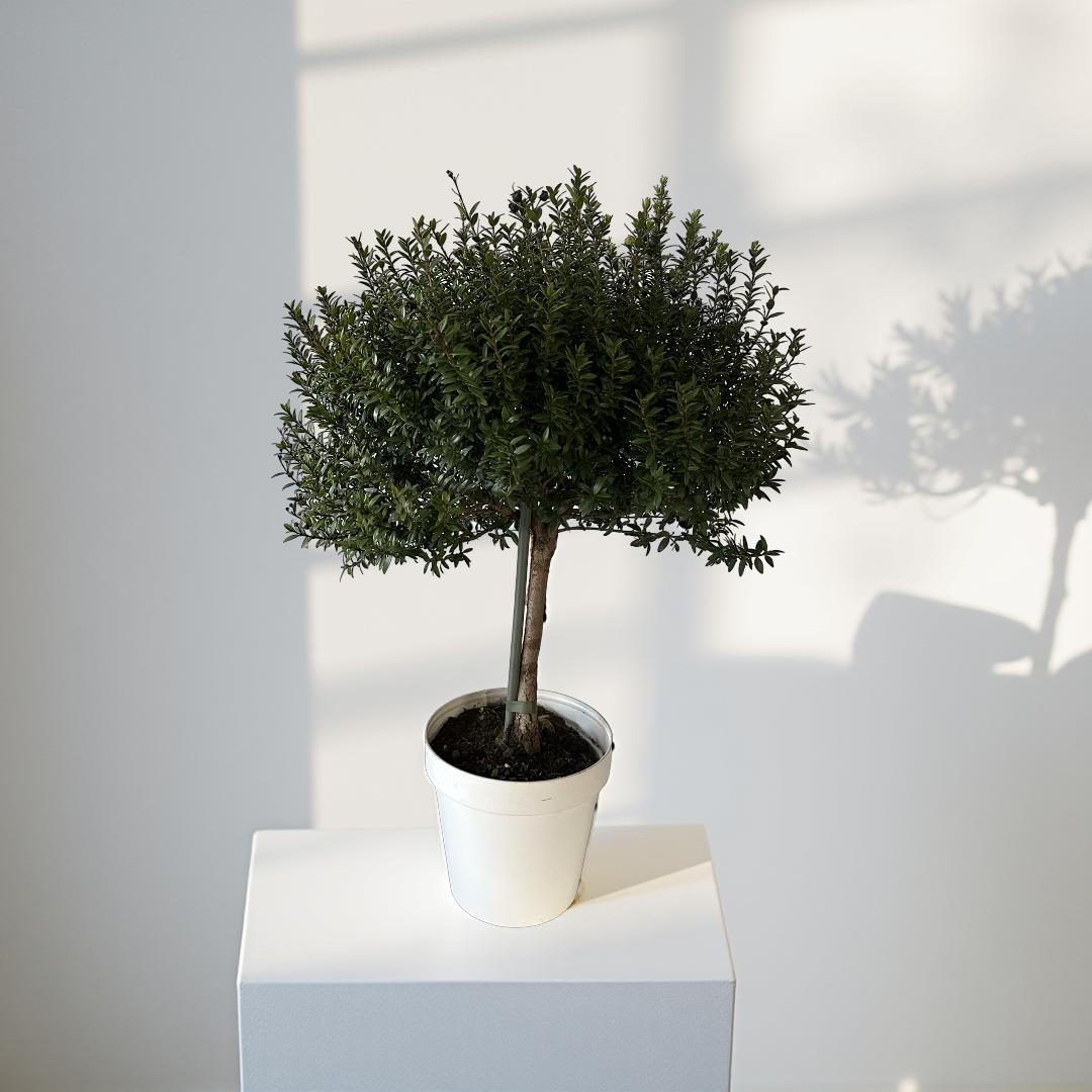 Piantina Alberello di Mirto - Myrtus Microphylla CERTIFICATA