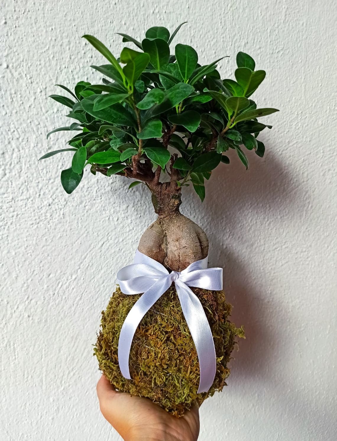 Kokedama di Ficus Ginseng Microcarpa