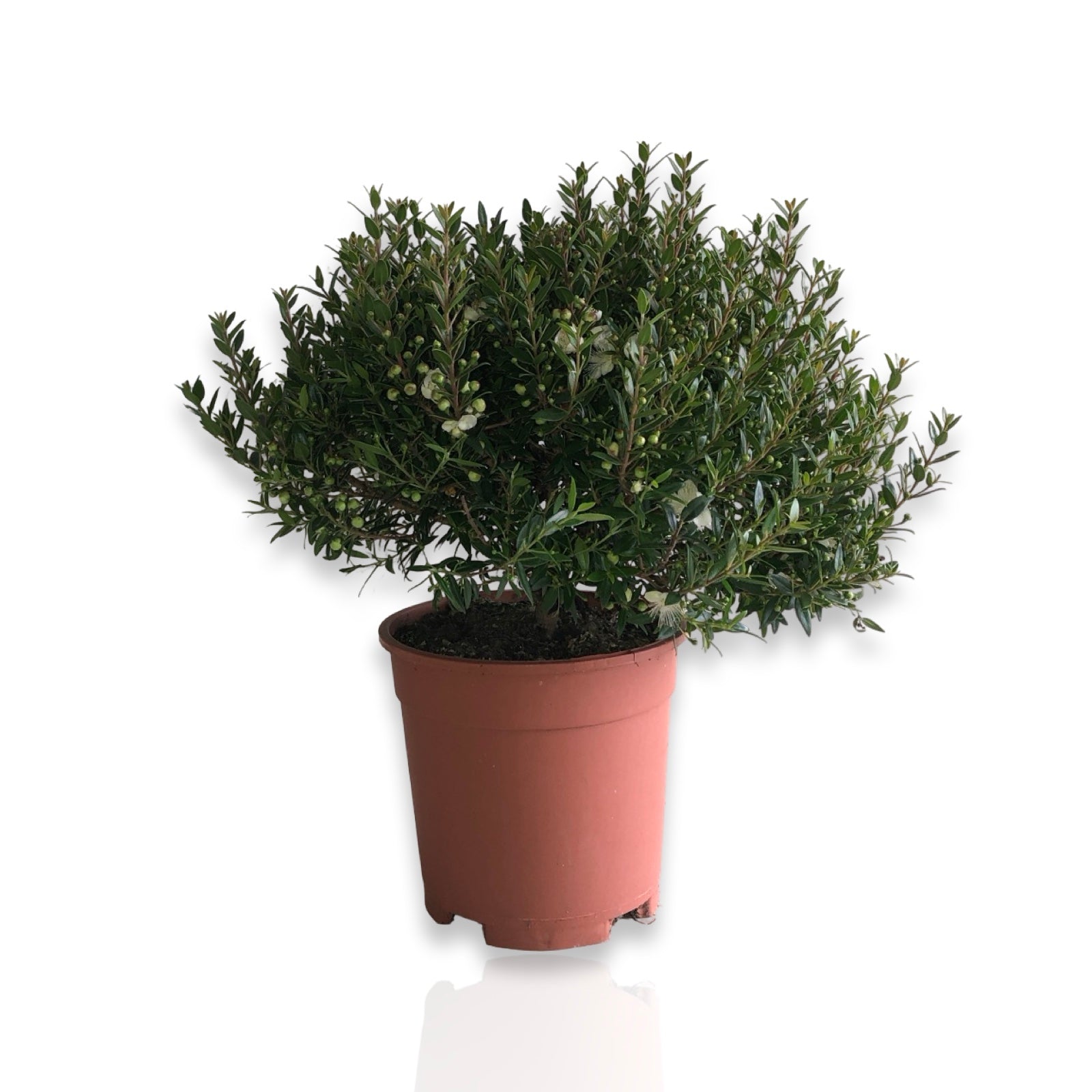 bonsai di mirto Piantina Cespuglio di Mirto simil-Bonsai