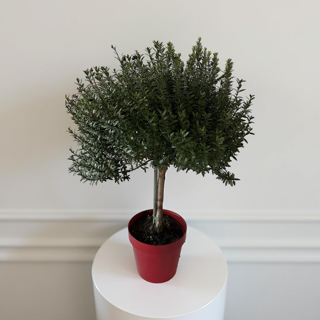 Piantina Alberello di Mirto - Myrtus Microphylla CERTIFICATA