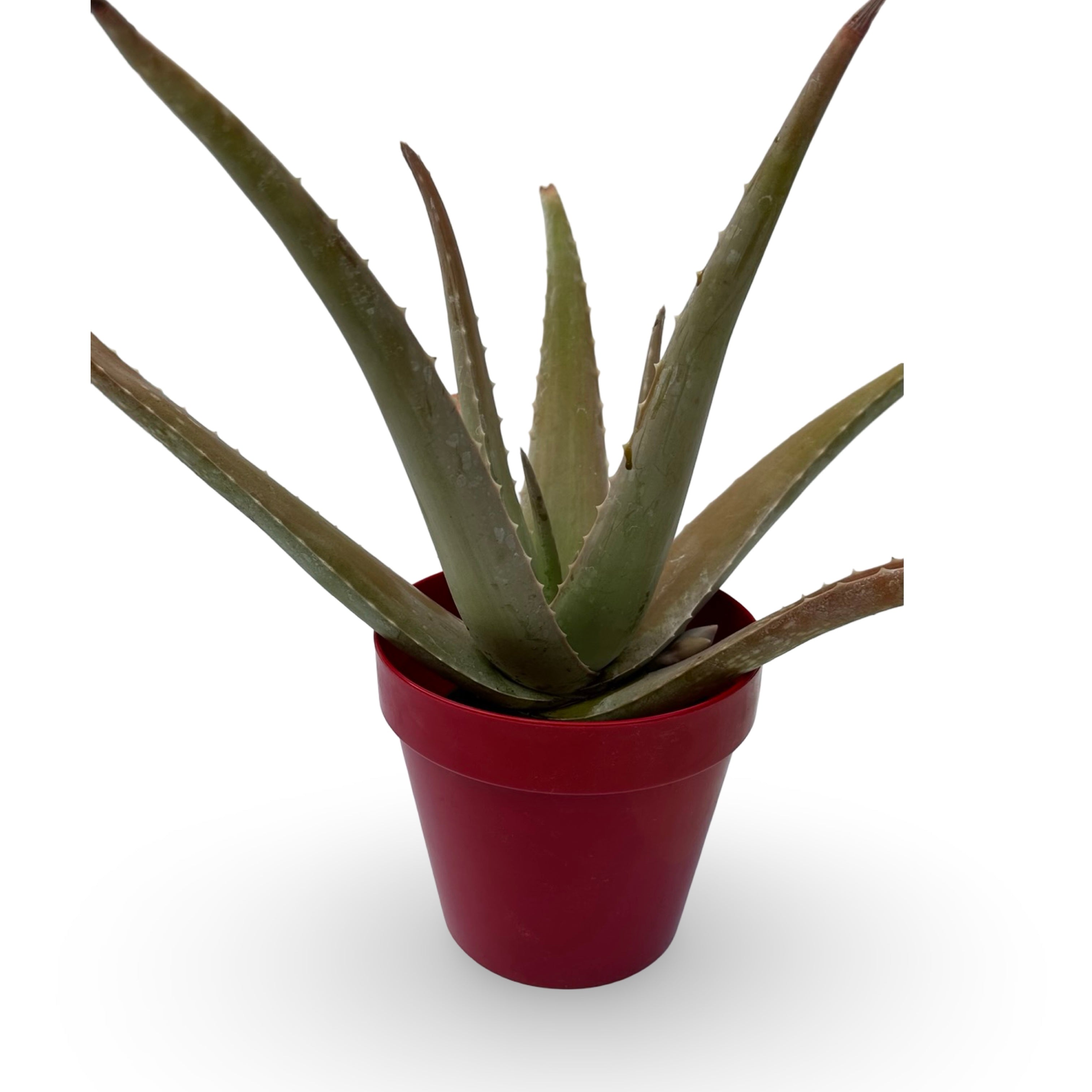 Pianta di Aloe Vera