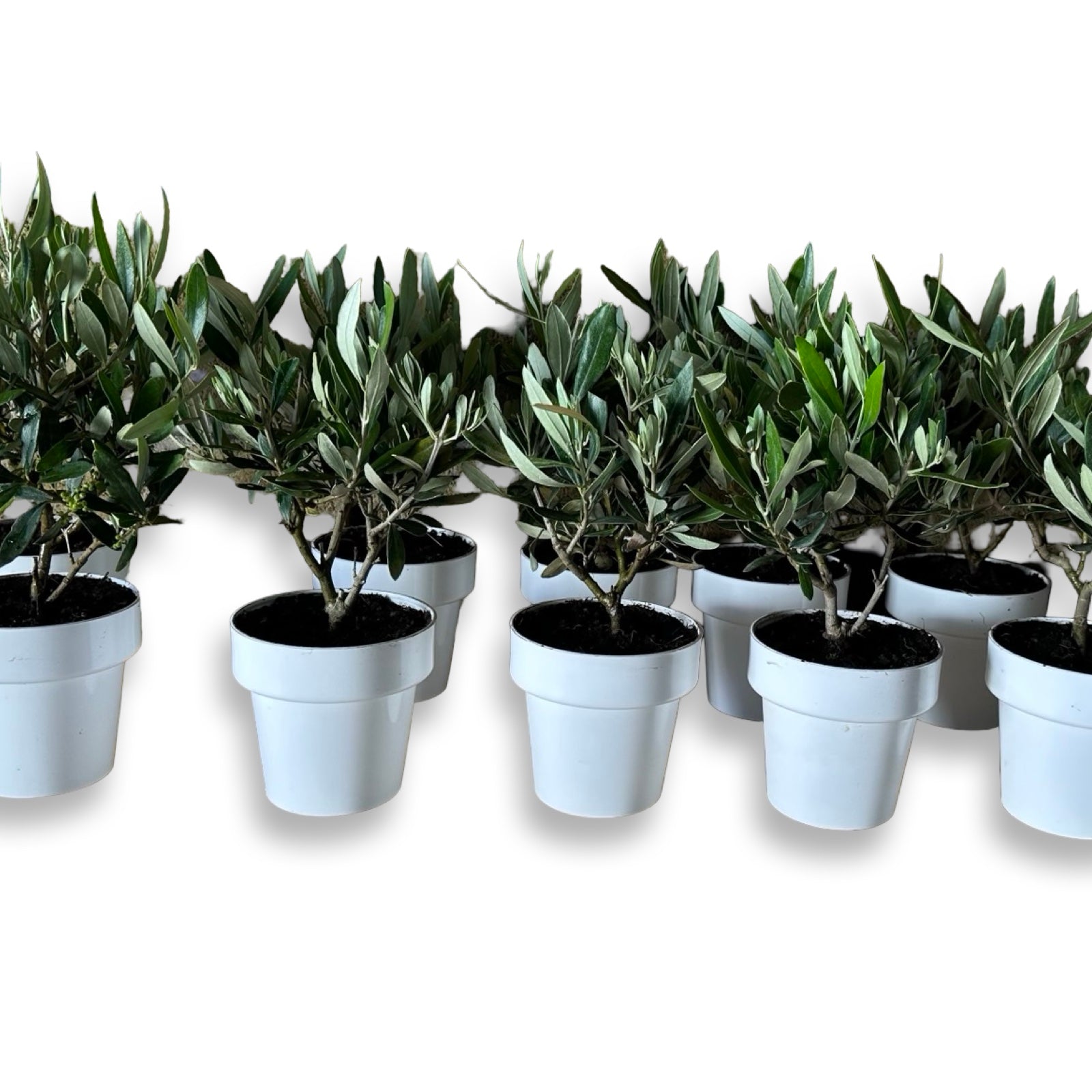 Piantina cespuglio simil-Bonsai di Ulivo - Olea europea cipressino CERTIFICATA