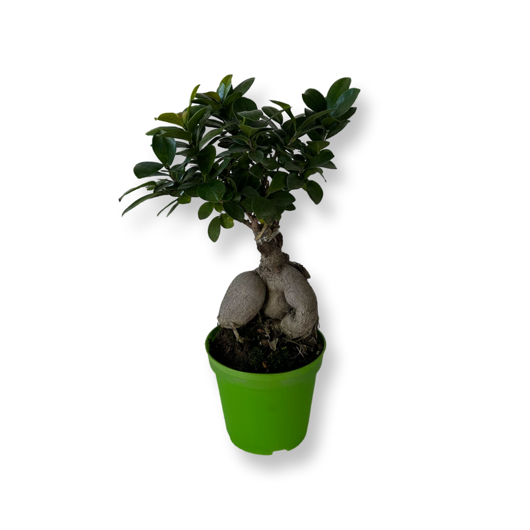 Bonsai Ginseng Ficus Microcarpa